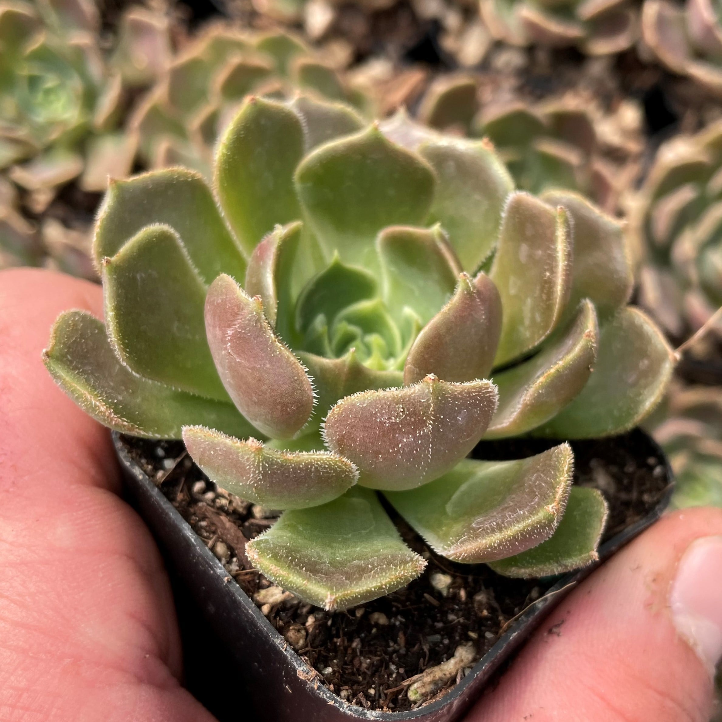 Echeveria 'Brown Rose' (2" Pot) - Image 2