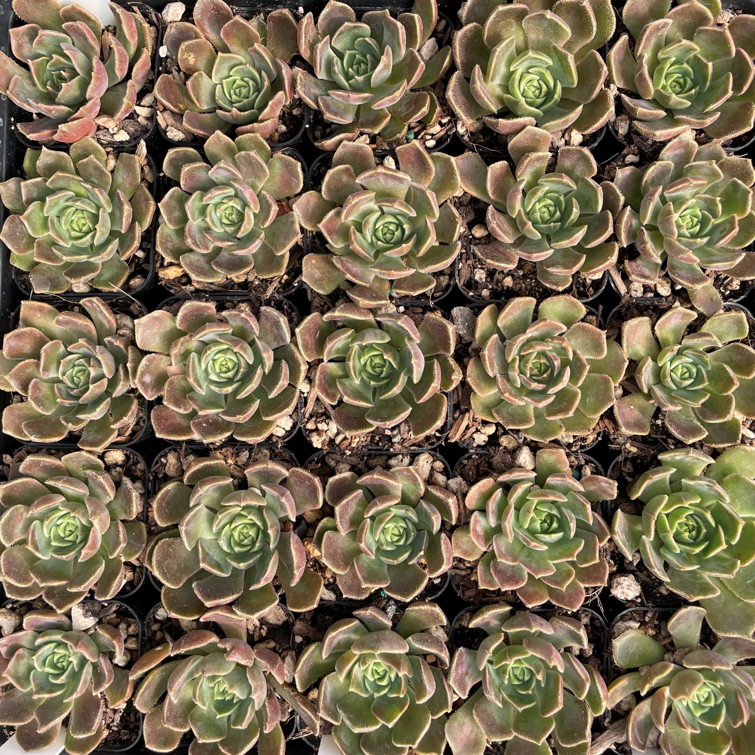 Echeveria 'Brown Rose' (2" Pot) - Image 4