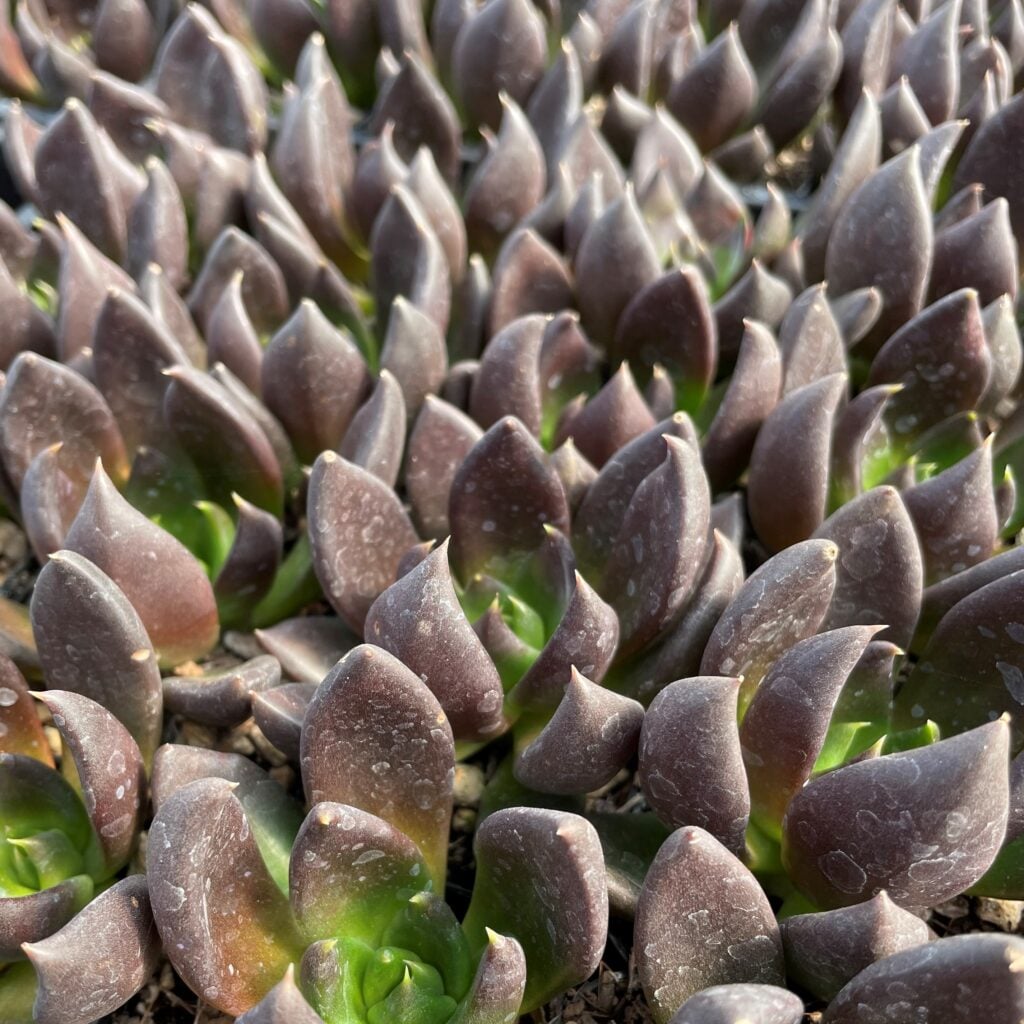 Echeveria 'Dark Rose' (2" Pot) | Little Prince of Oregon Nursery