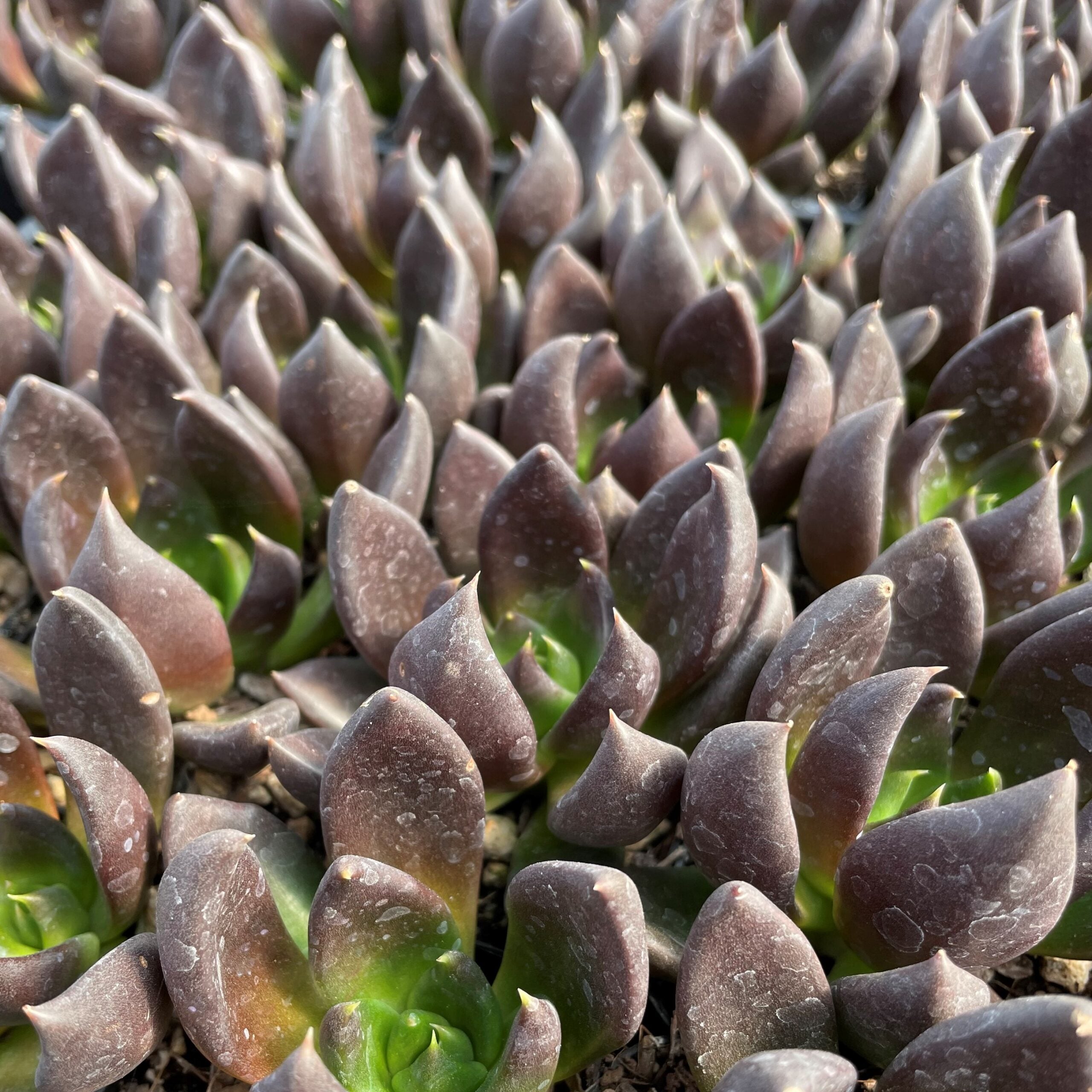 organic plant fertilizer Arber Organic All Purpose Fertilizer main image 1