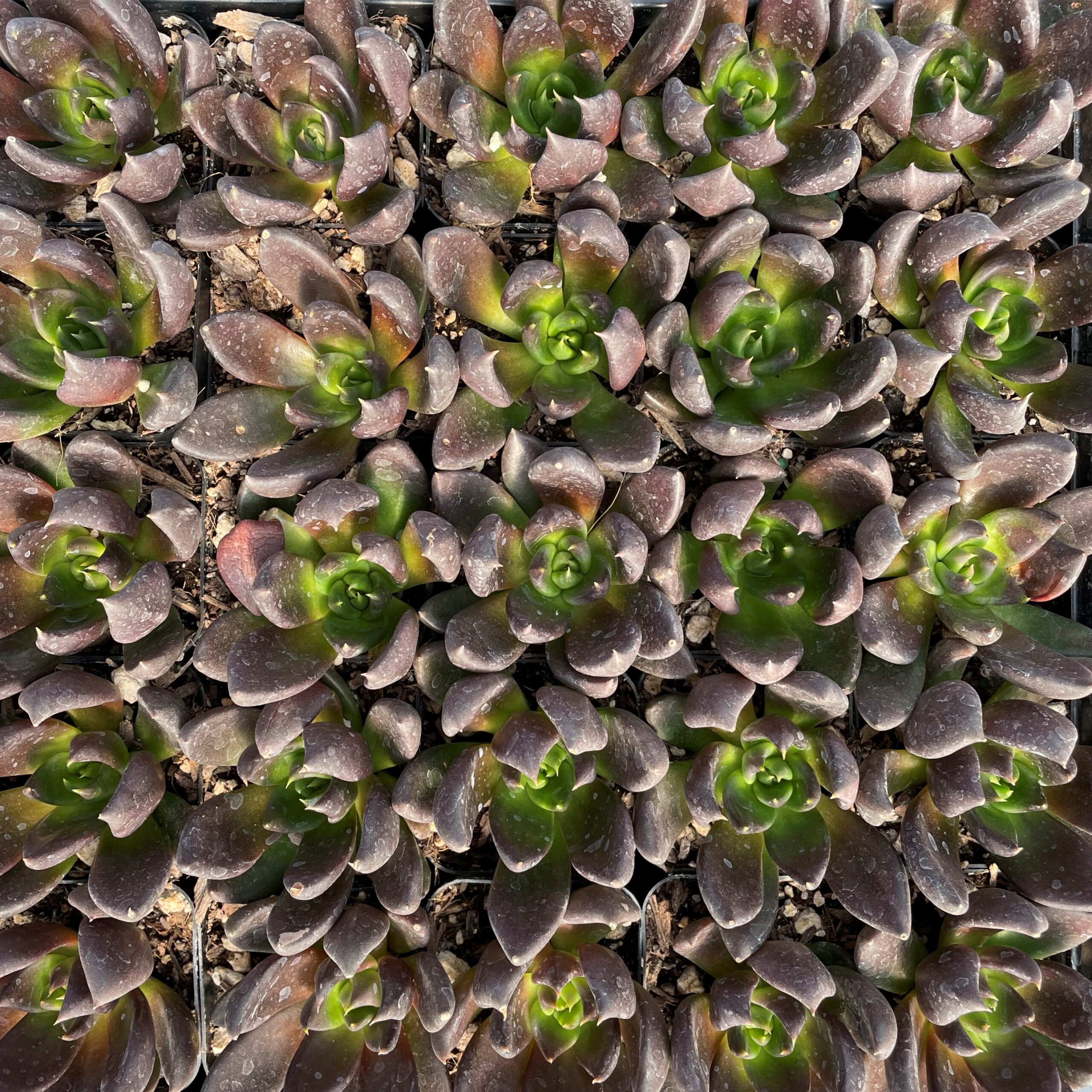 Echeveria 'Dark Rose' (2" Pot) - Image 2