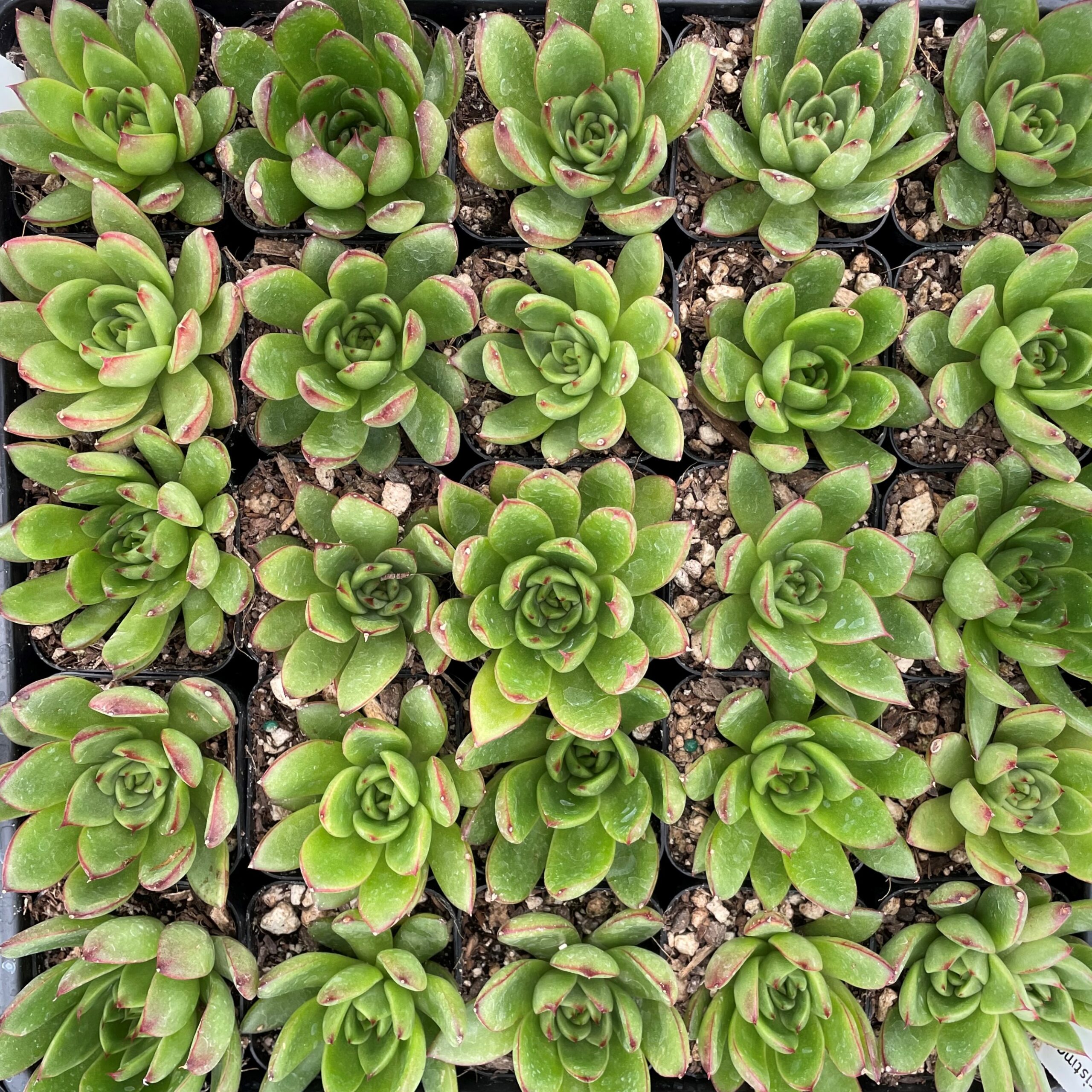 Echeveria agavoides 'Christmas' (2" Pot) - Image 4