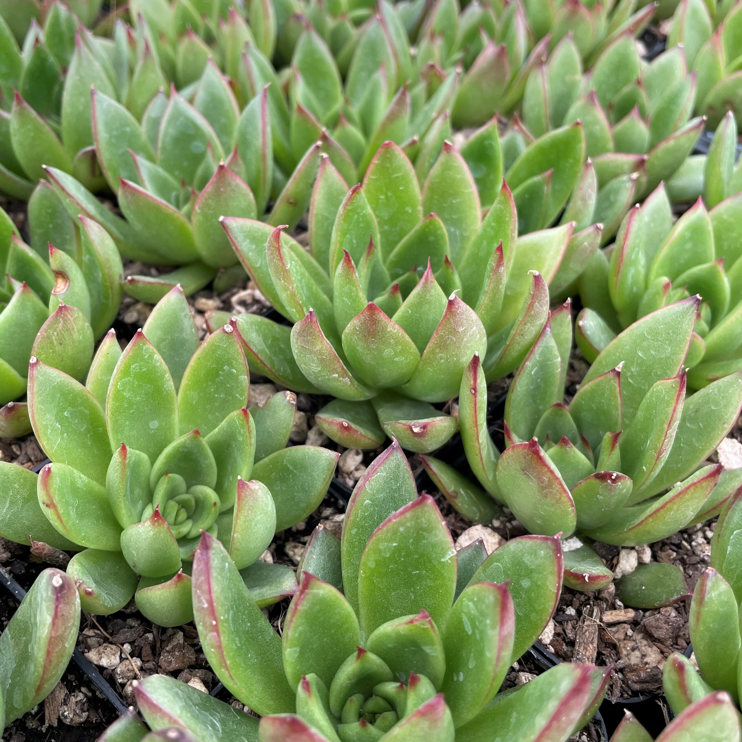 Echeveria agavoides 'Christmas' (2" Pot) - Image 3
