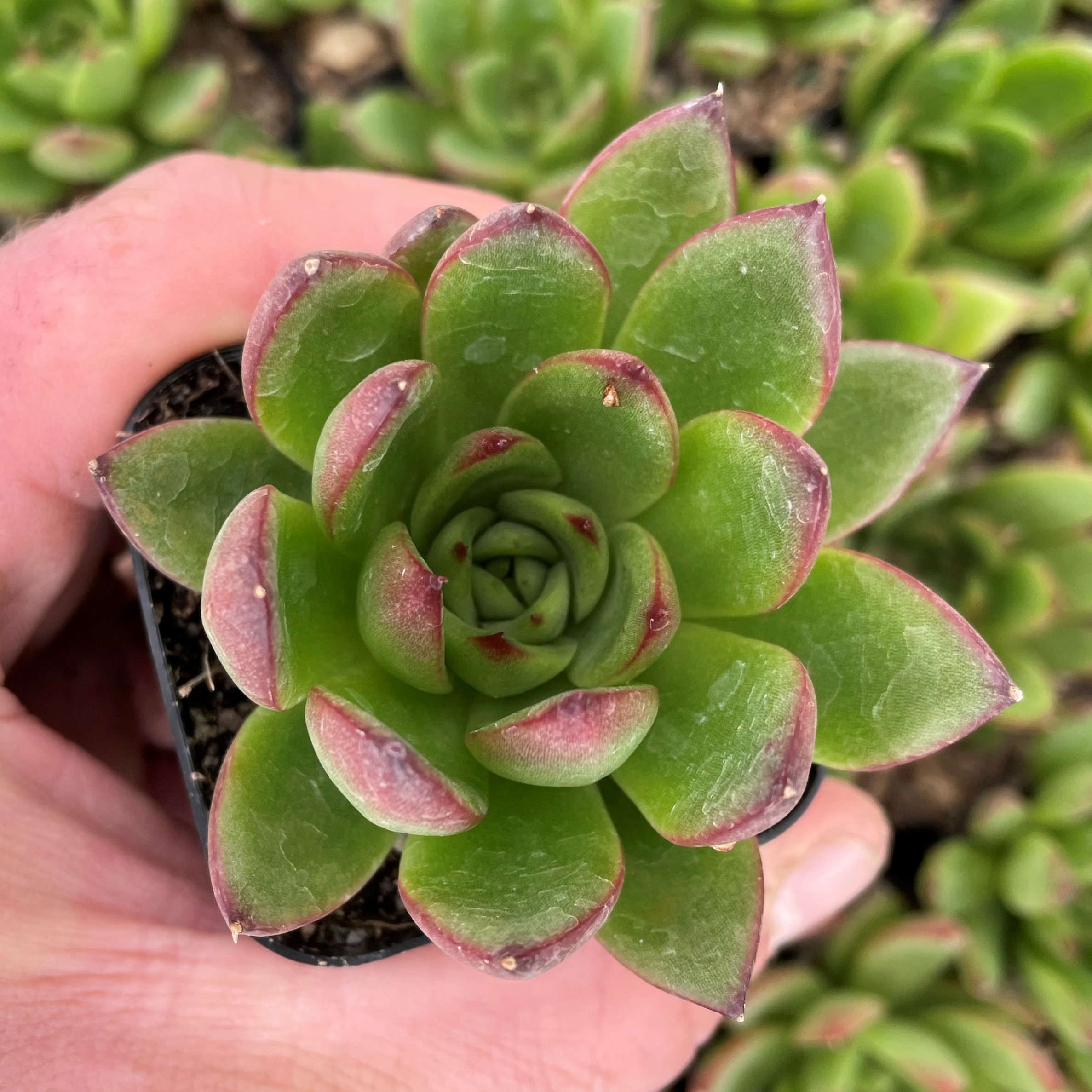 Echeveria agavoides 'Christmas' (2" Pot) - Image 2