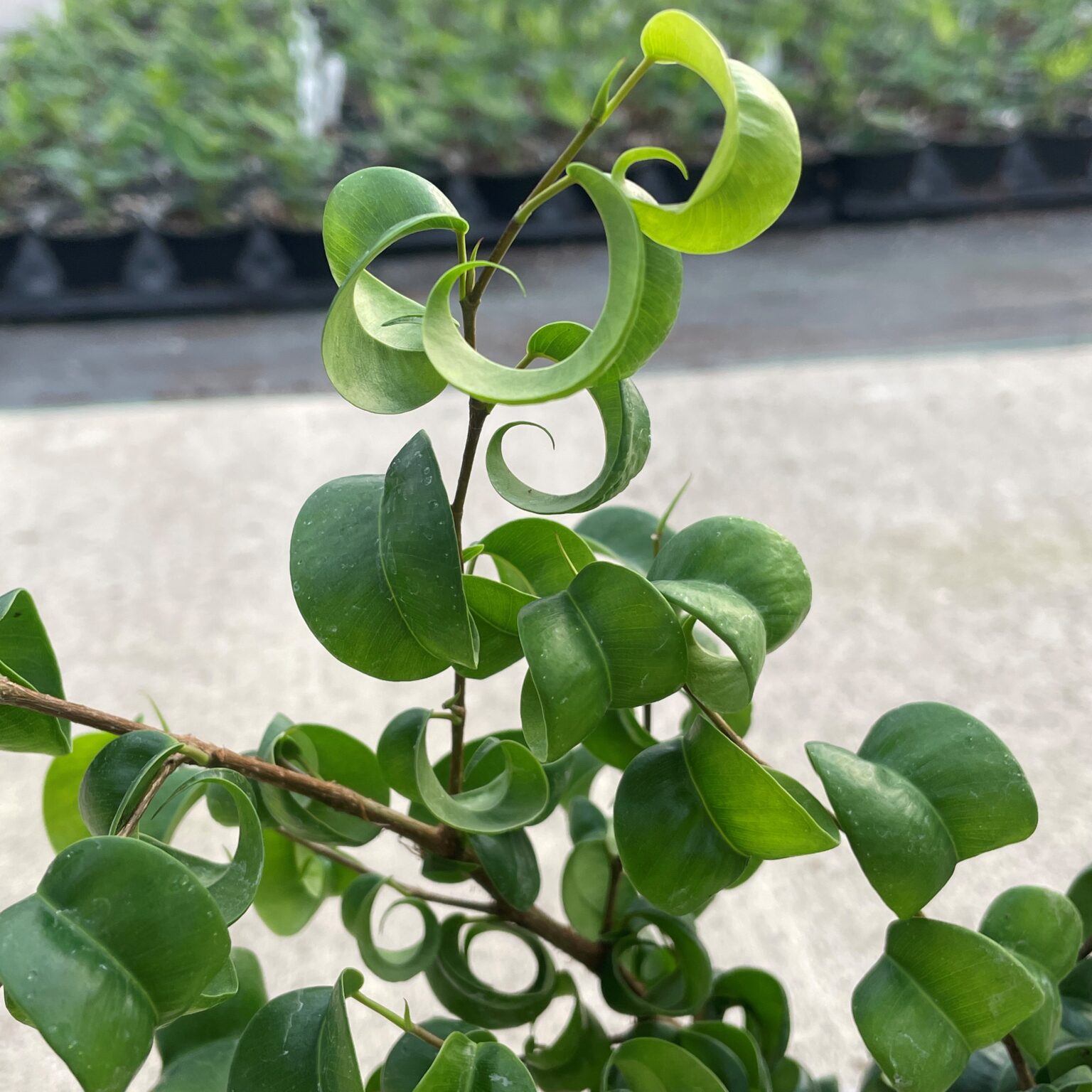Curly Ficus Ficus benjamina 'Pandora' - Curly Weeping Fig (4.5