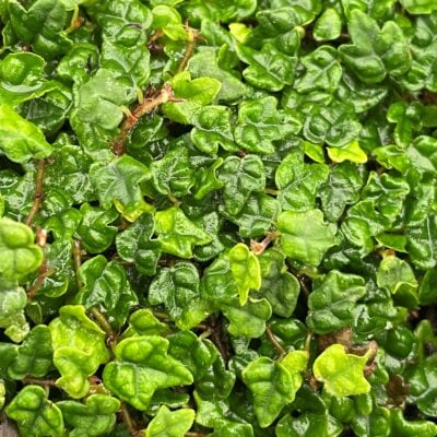 Ficus pumila 'Quercifolia' - String of Frogs, Miniature Oakleaf Fig (4.5" Pot)