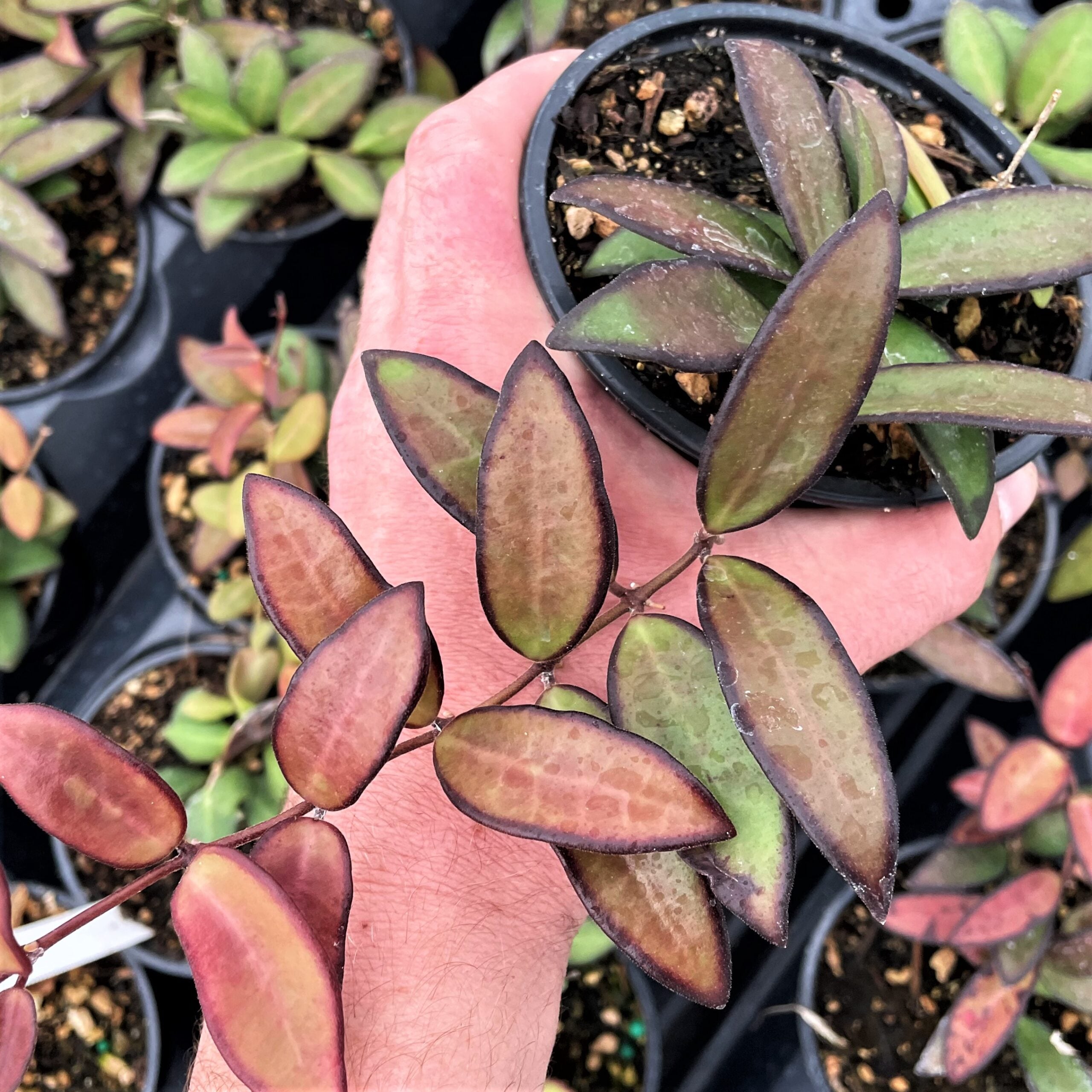 Hoya 'Rosita' - Tropical Wax Vine (4.5" Pot)