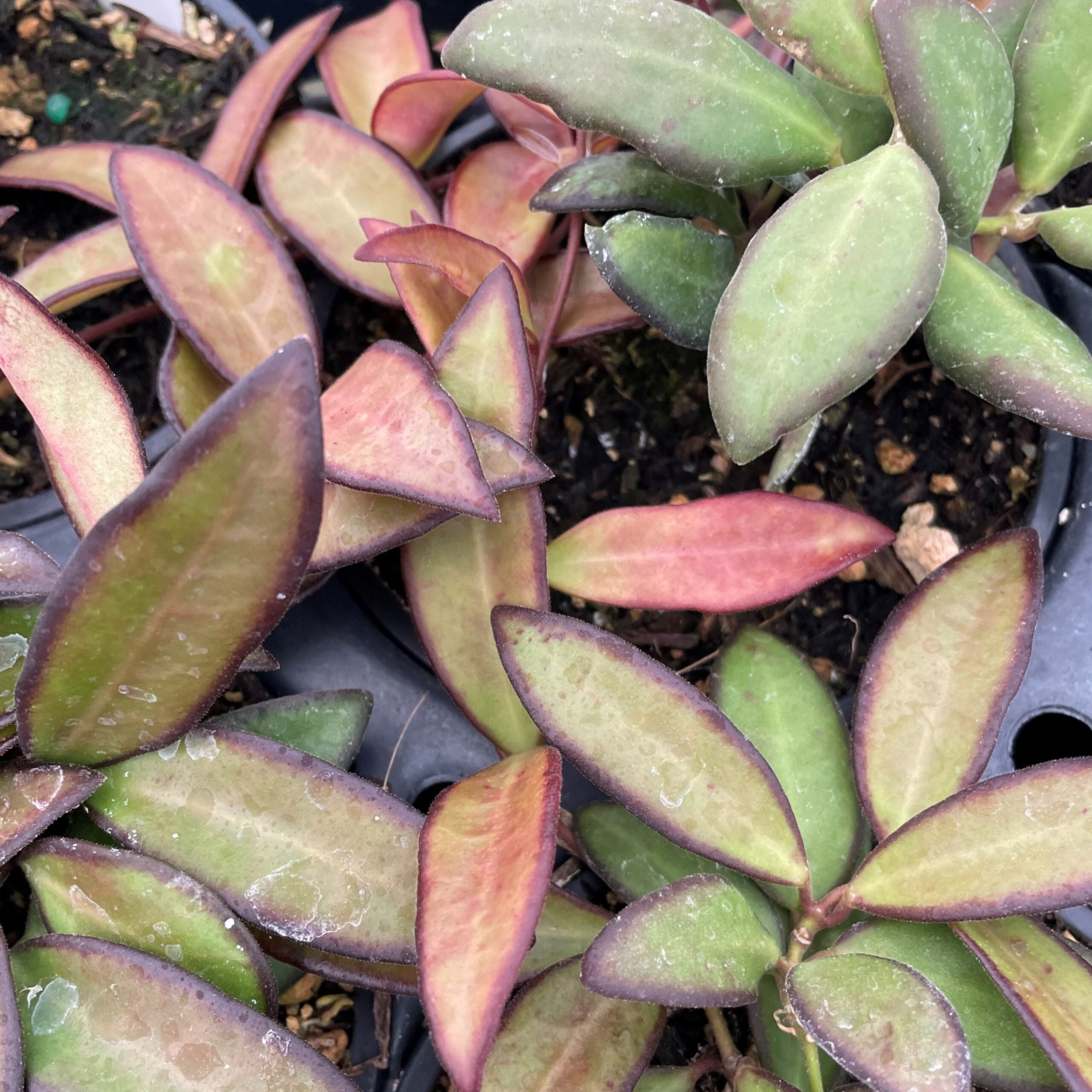 Hoya 'Rosita' - Tropical Wax Vine (4.5" Pot) - Image 2