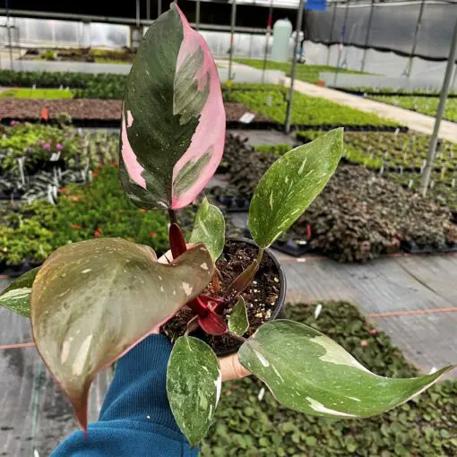 Philodendron 'Pink Princess' - Philodendron erubescens hybrid (4.5" Pot) |  Little Prince of Oregon Nursery