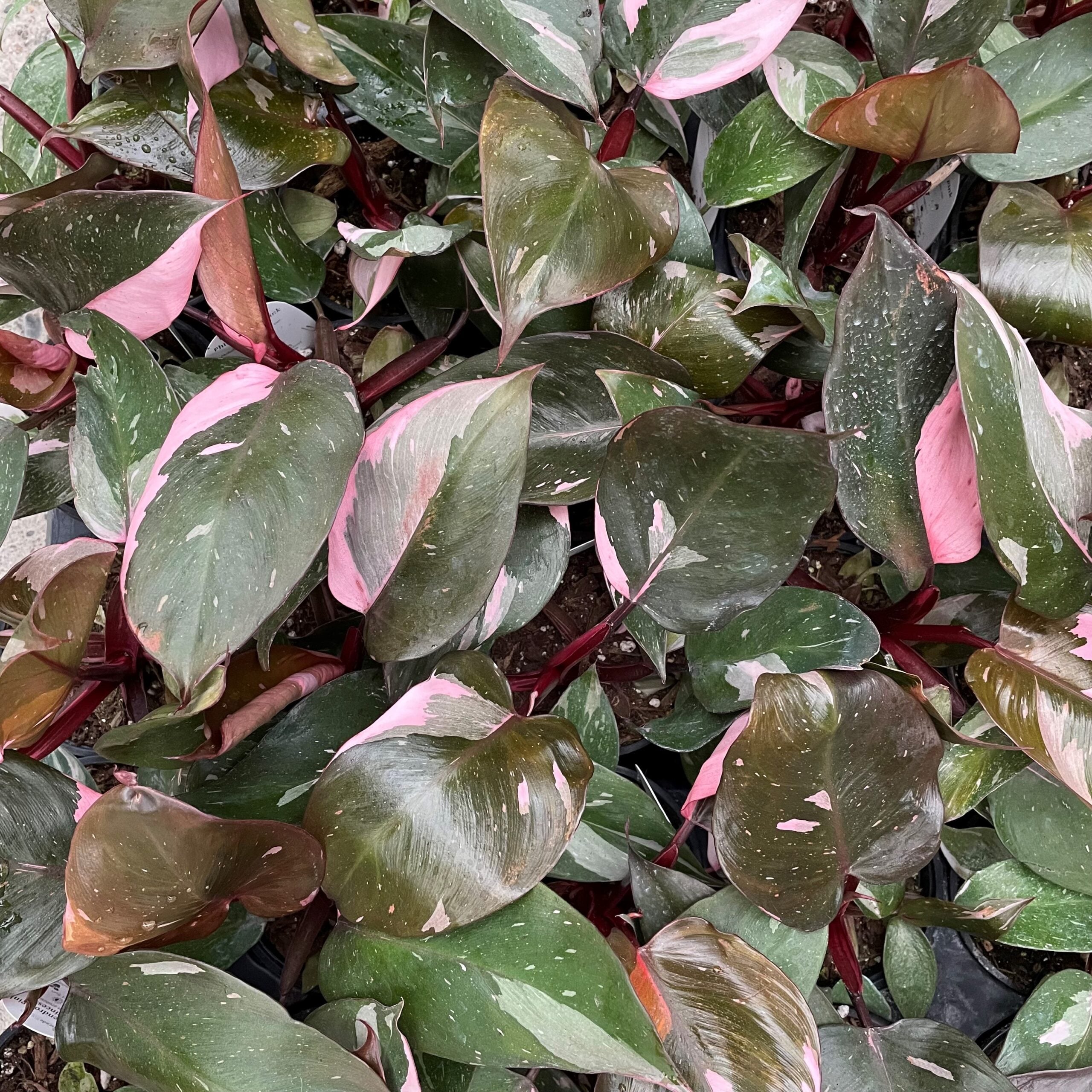 Philodendron 'Pink Princess' - Philodendron erubescens hybrid (4.5" Pot) |  Little Prince of Oregon Nursery