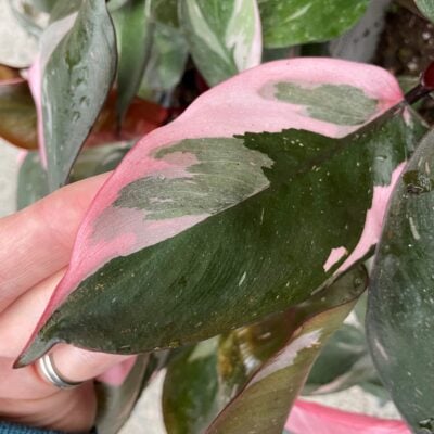Philodendron 'Pink Princess' - Philodendron erubescens hybrid (4.5" Pot)