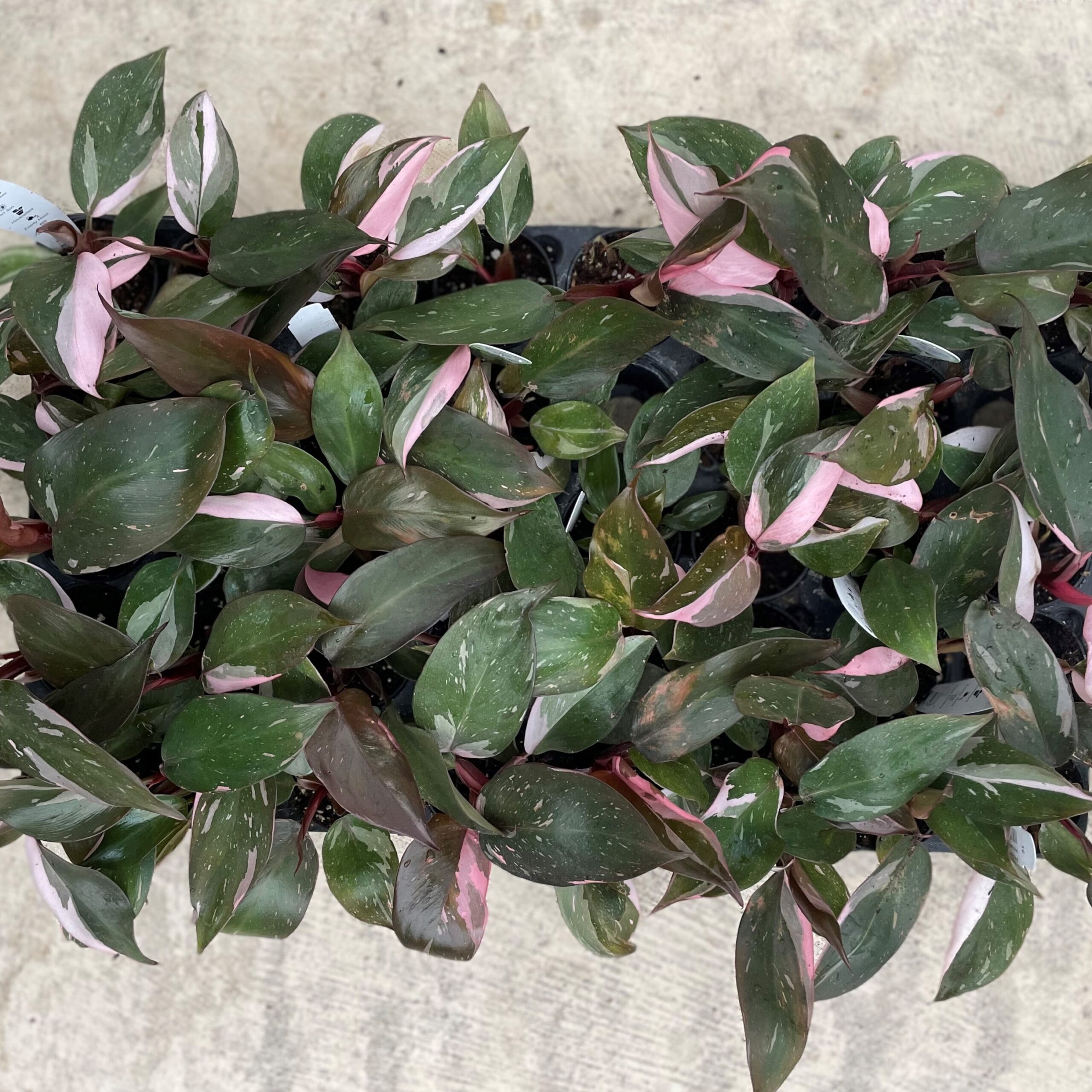 Philodendron 'Pink Princess' - Philodendron erubescens hybrid (4.5" Pot) - Image 12
