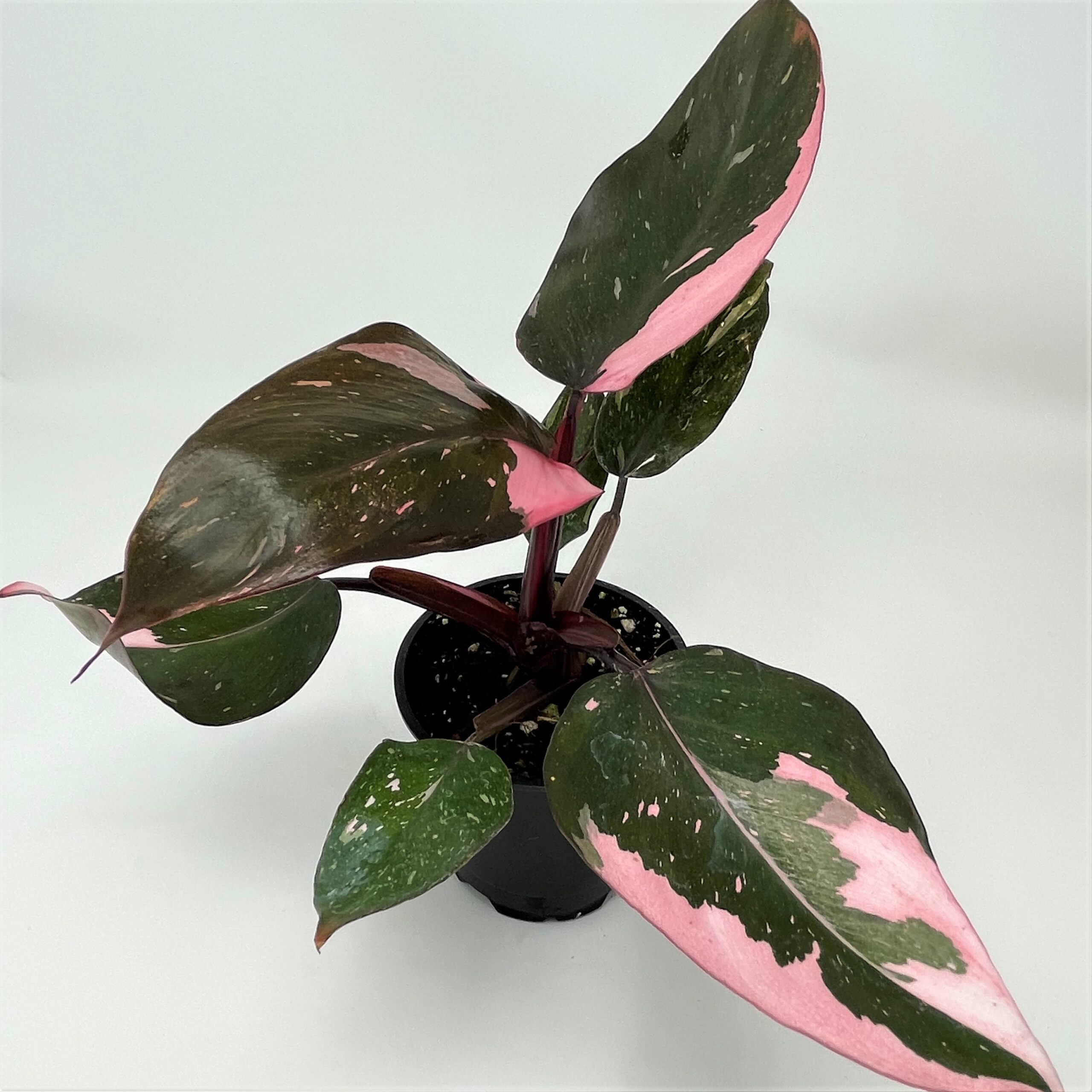 philodendron xanadu Philodendron Xanadu Winterbourn main image 0
