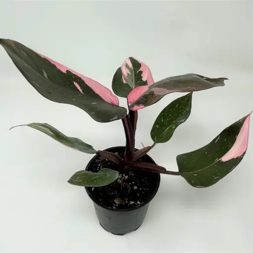 picture of a prayer plant Maranta Red Prayer Plant  Bold, Beautiful, and Interactive