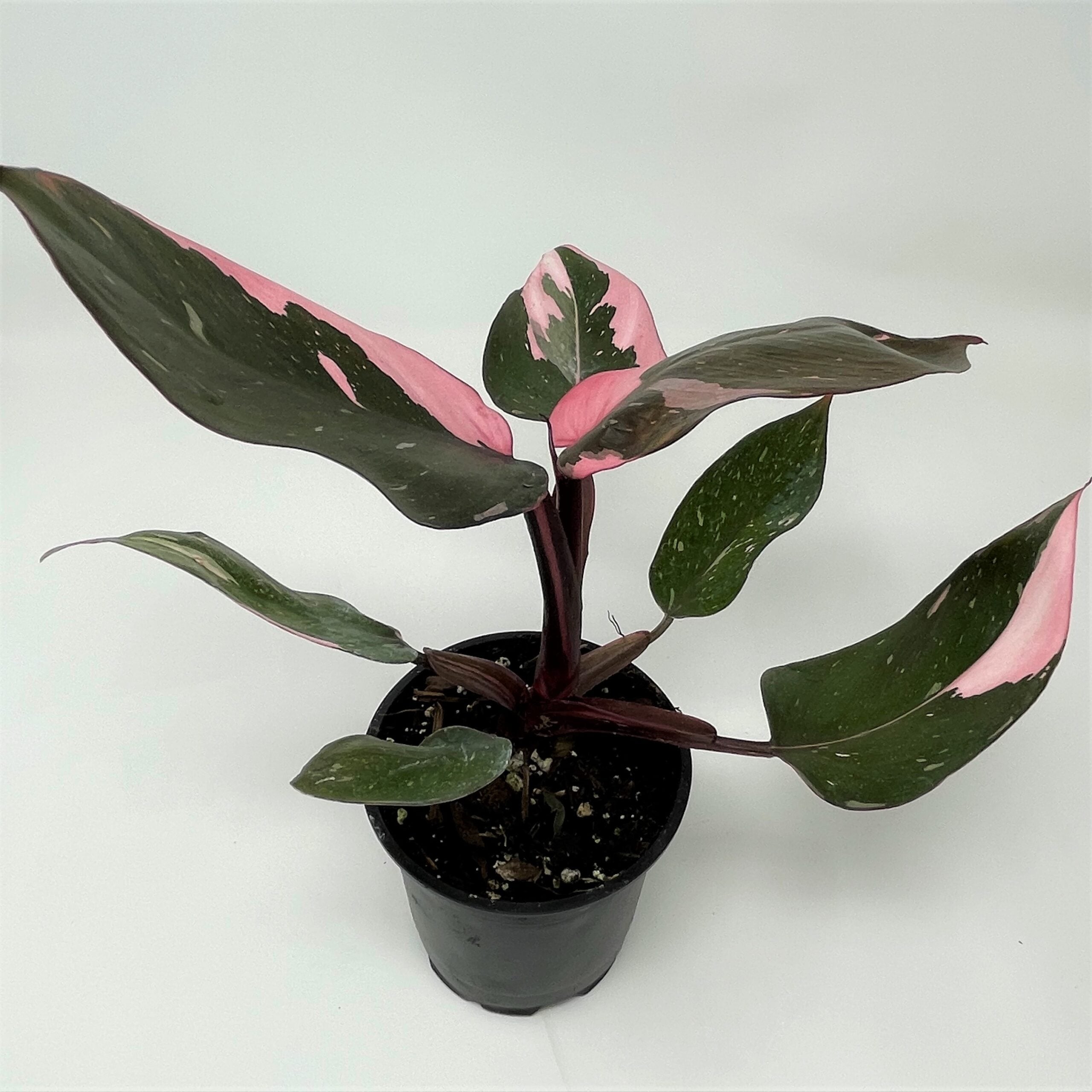 Philodendron 'Pink Princess' - Philodendron erubescens hybrid (4.5" Pot) - Image 2