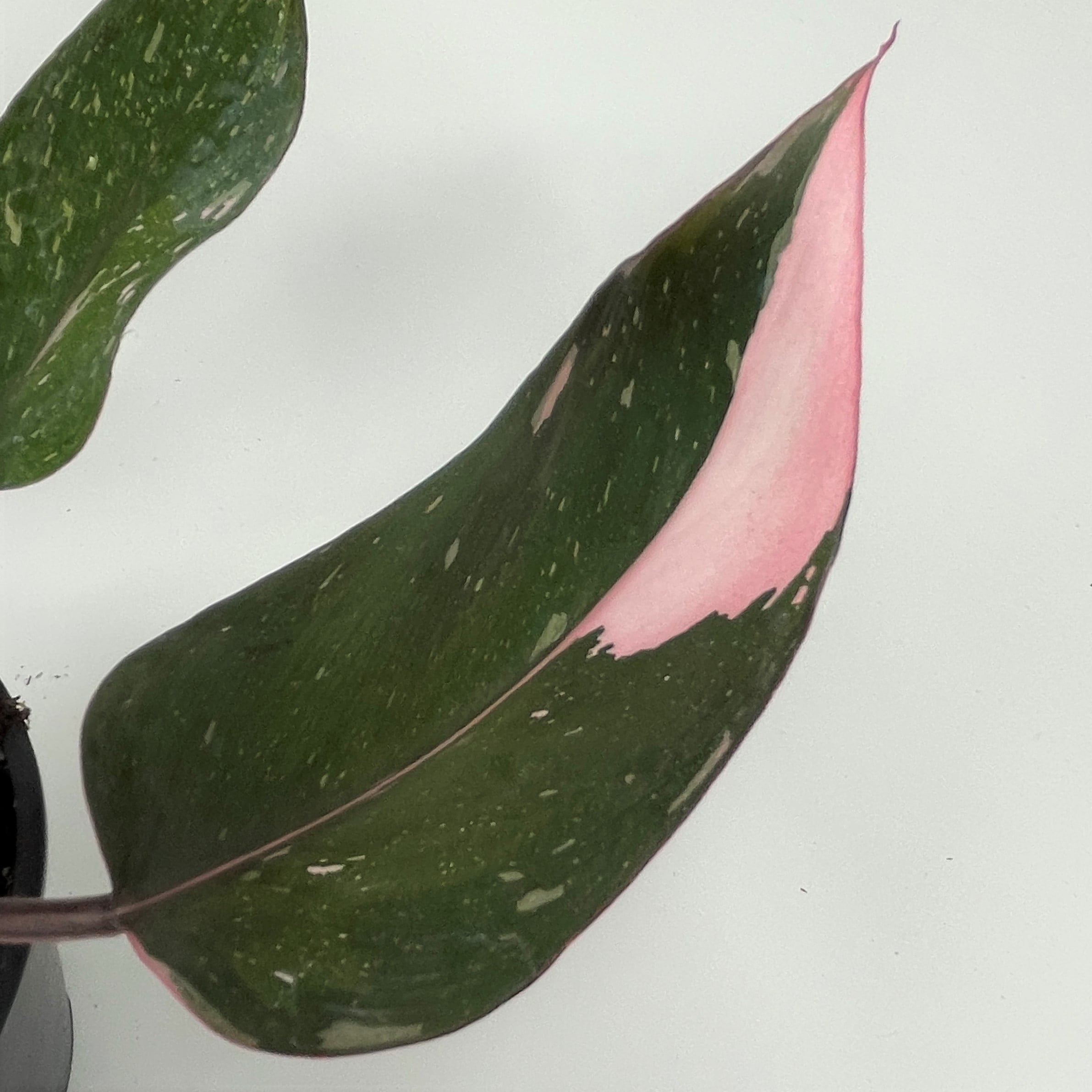 Philodendron 'Pink Princess' - Philodendron erubescens hybrid (4.5" Pot) - Image 9