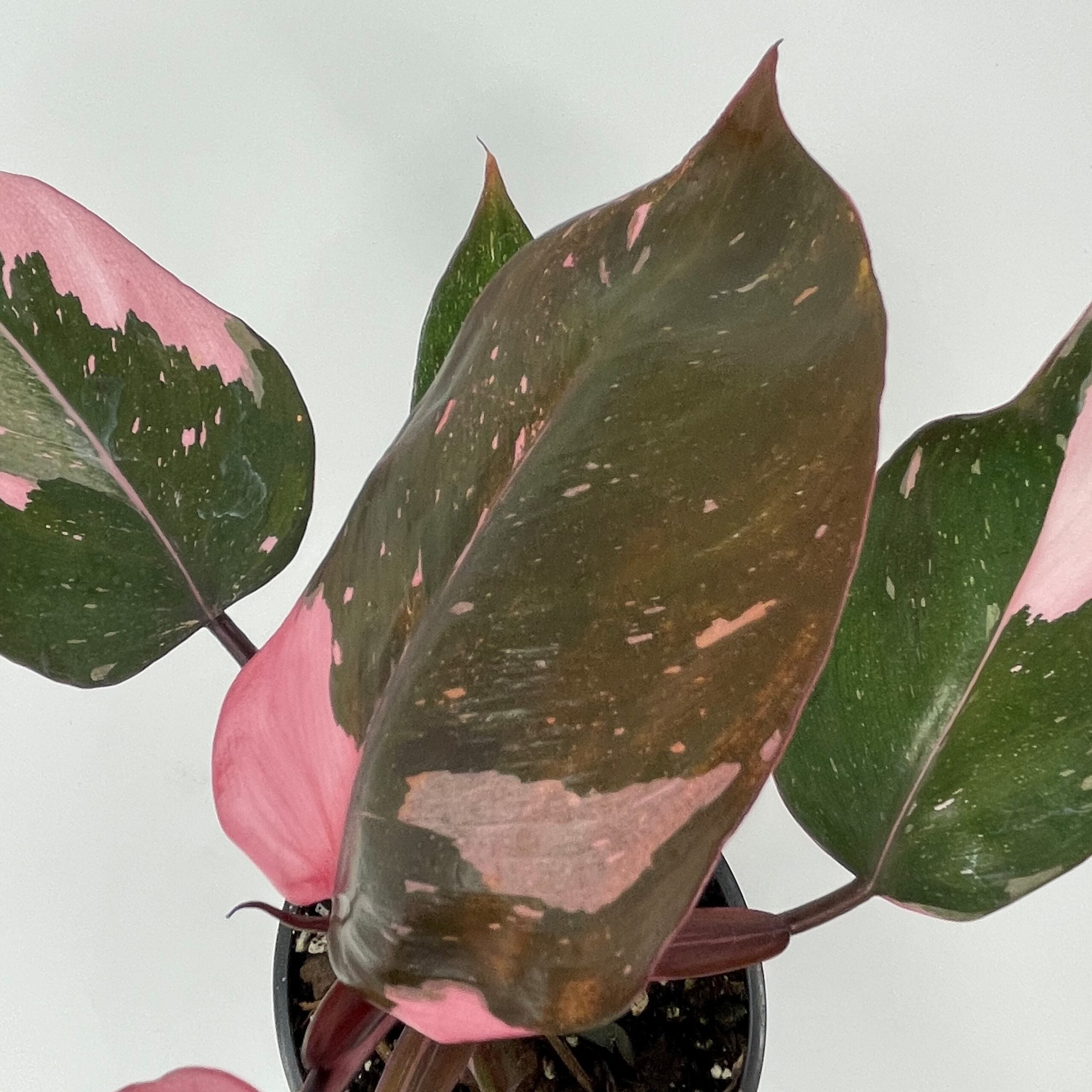 philodendron rojo congo Philodendron 'Congo Rojo' 6" Pot