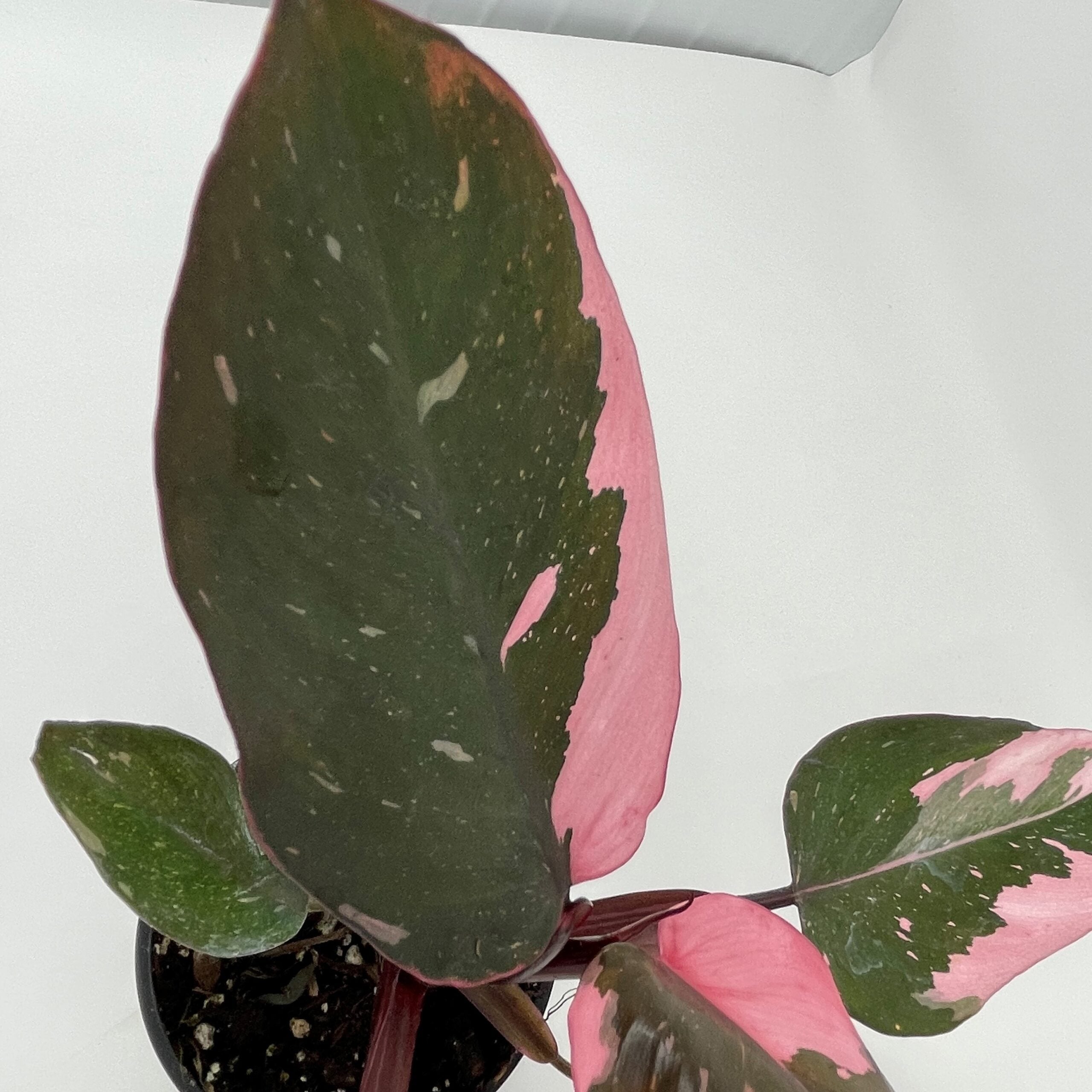 Philodendron 'Pink Princess' - Philodendron erubescens hybrid (4.5" Pot) - Image 8