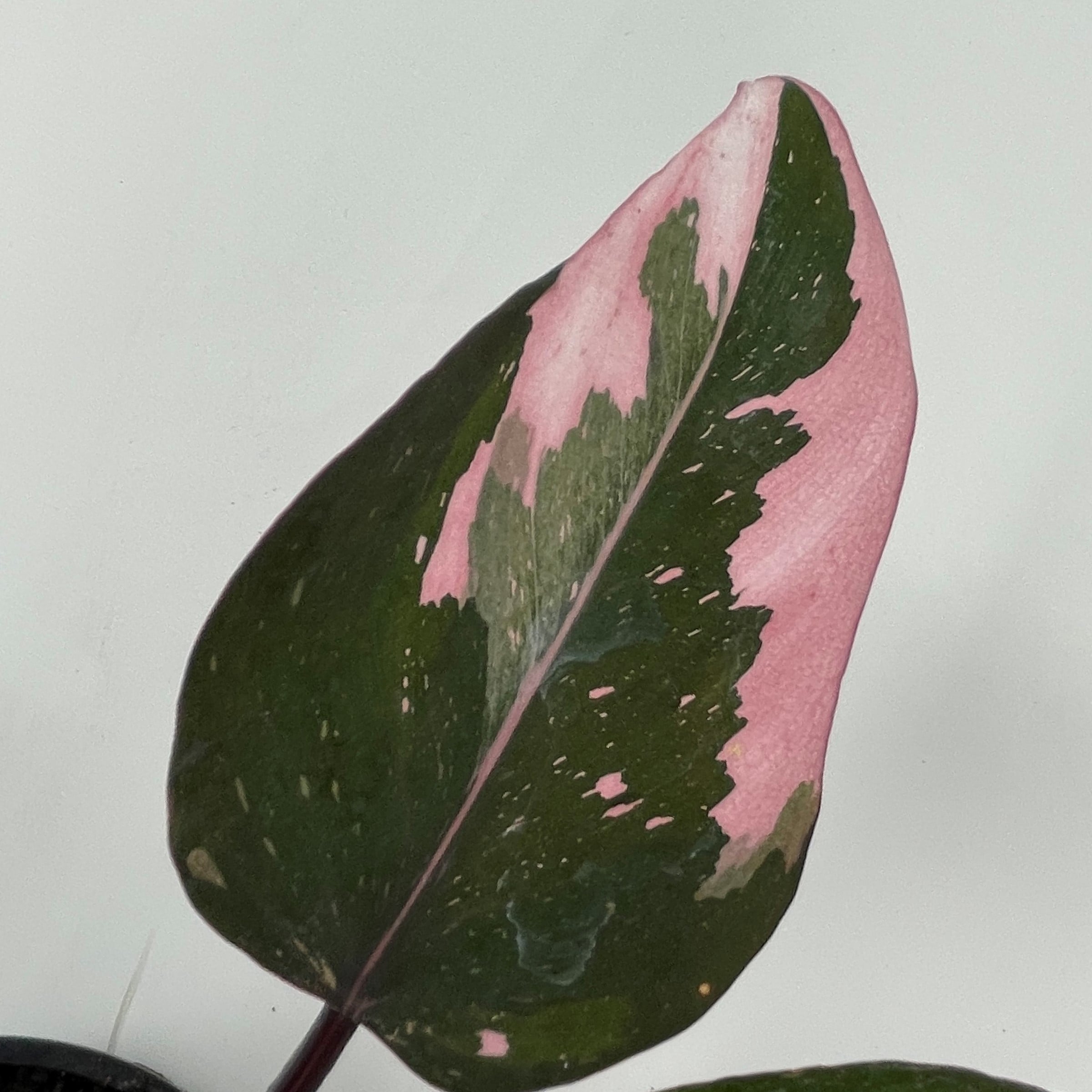 Philodendron 'Pink Princess' - Philodendron erubescens hybrid (4.5" Pot) - Image 7