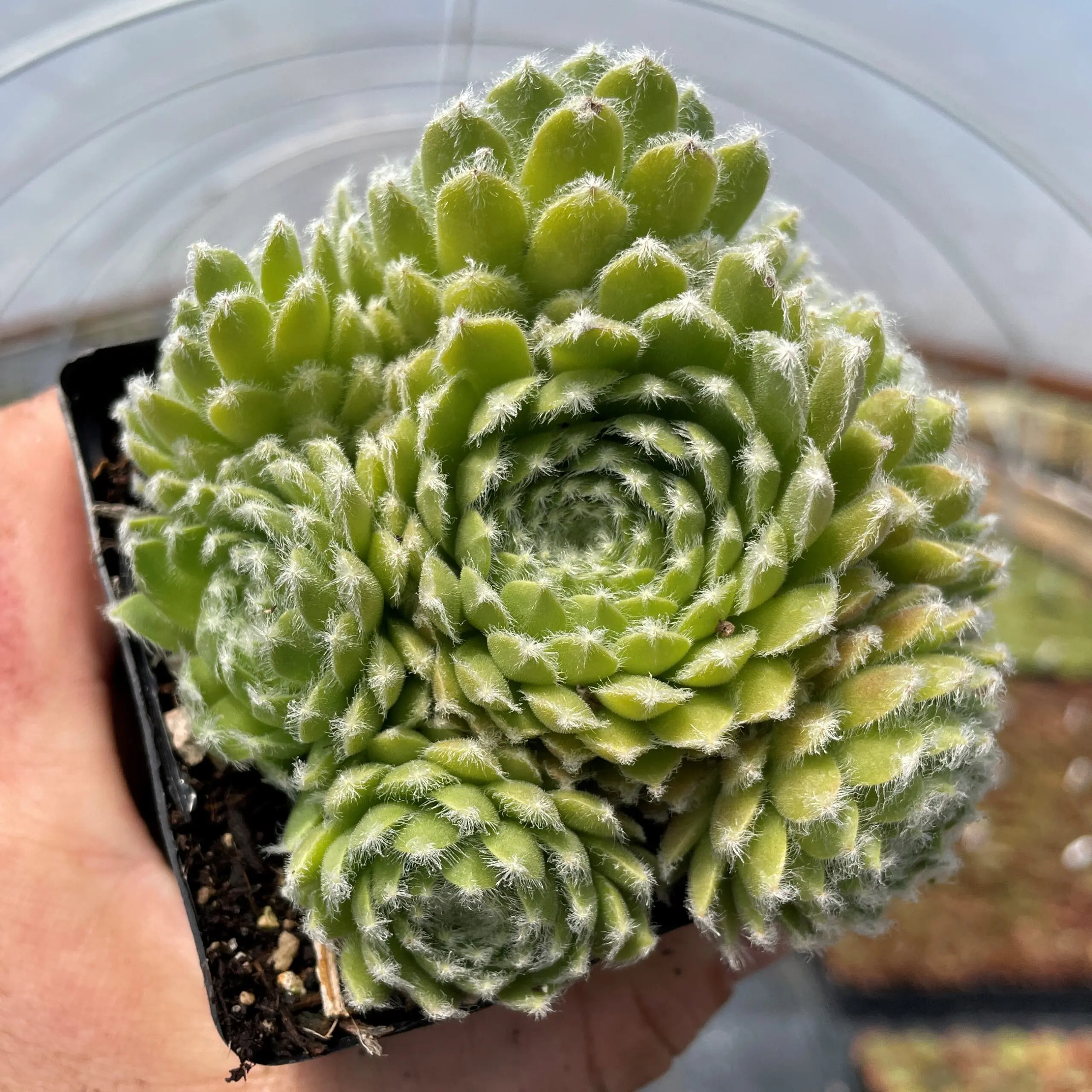 Sempervivum 'Baby Star' - Hens & Chicks (3.5" Pot) | Little Prince of  Oregon Nursery