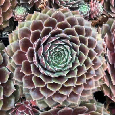 Sempervivum 'Leneca' - Hens & Chicks (3.5" Pot)