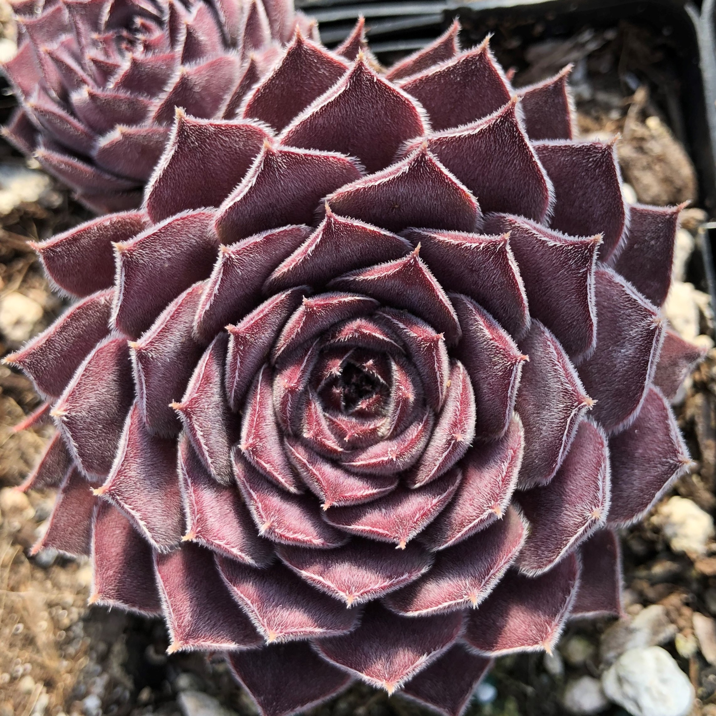 Sempervivum 'Lotus' - Hens & Chicks (3.5" Pot) - Image 2
