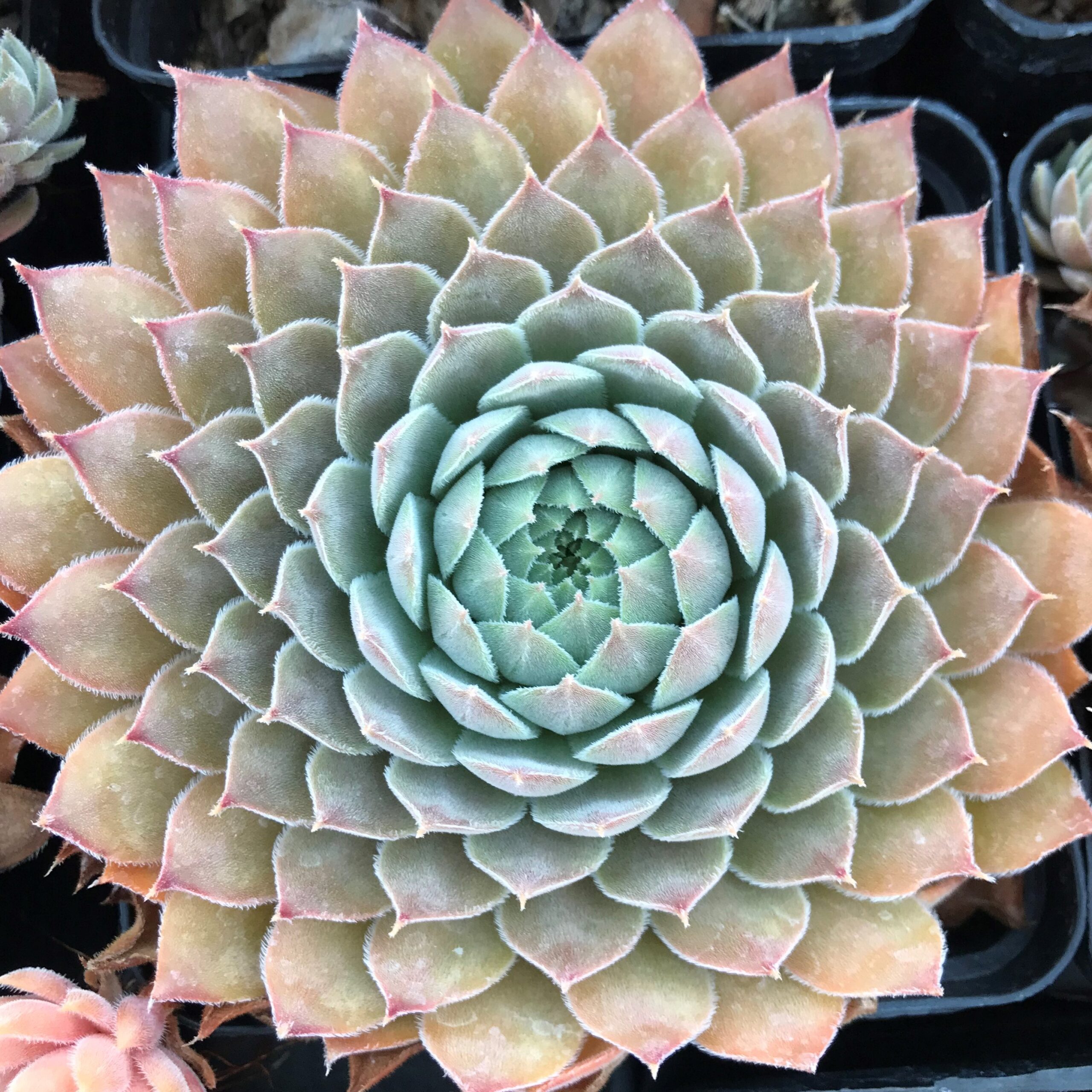 Sempervivum 'Lotus' - Hens & Chicks (3.5" Pot) - Image 4