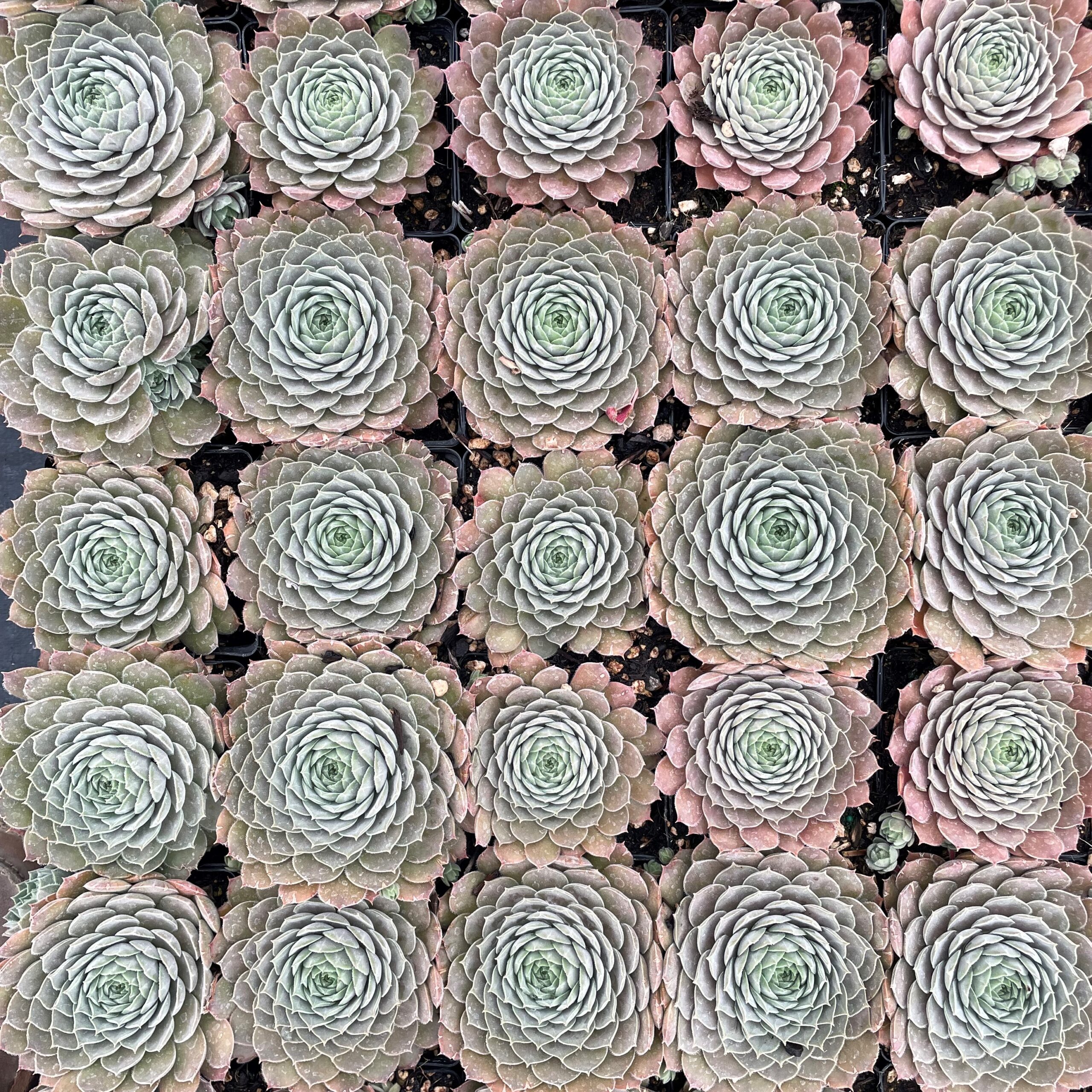 Sempervivum 'Lotus' - Hens & Chicks (3.5" Pot) - Image 9