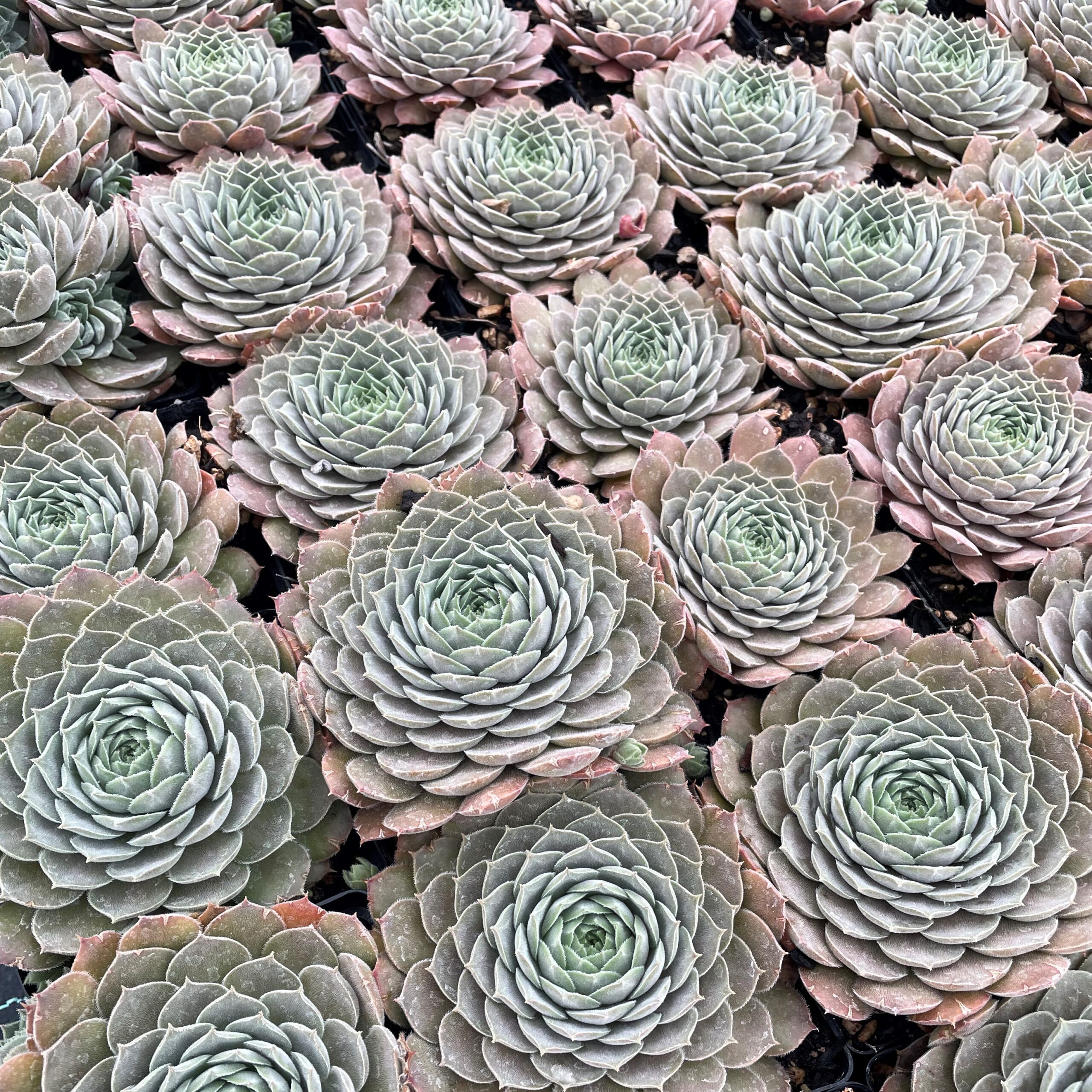 Sempervivum 'Lotus' - Hens & Chicks (3.5" Pot) - Image 8