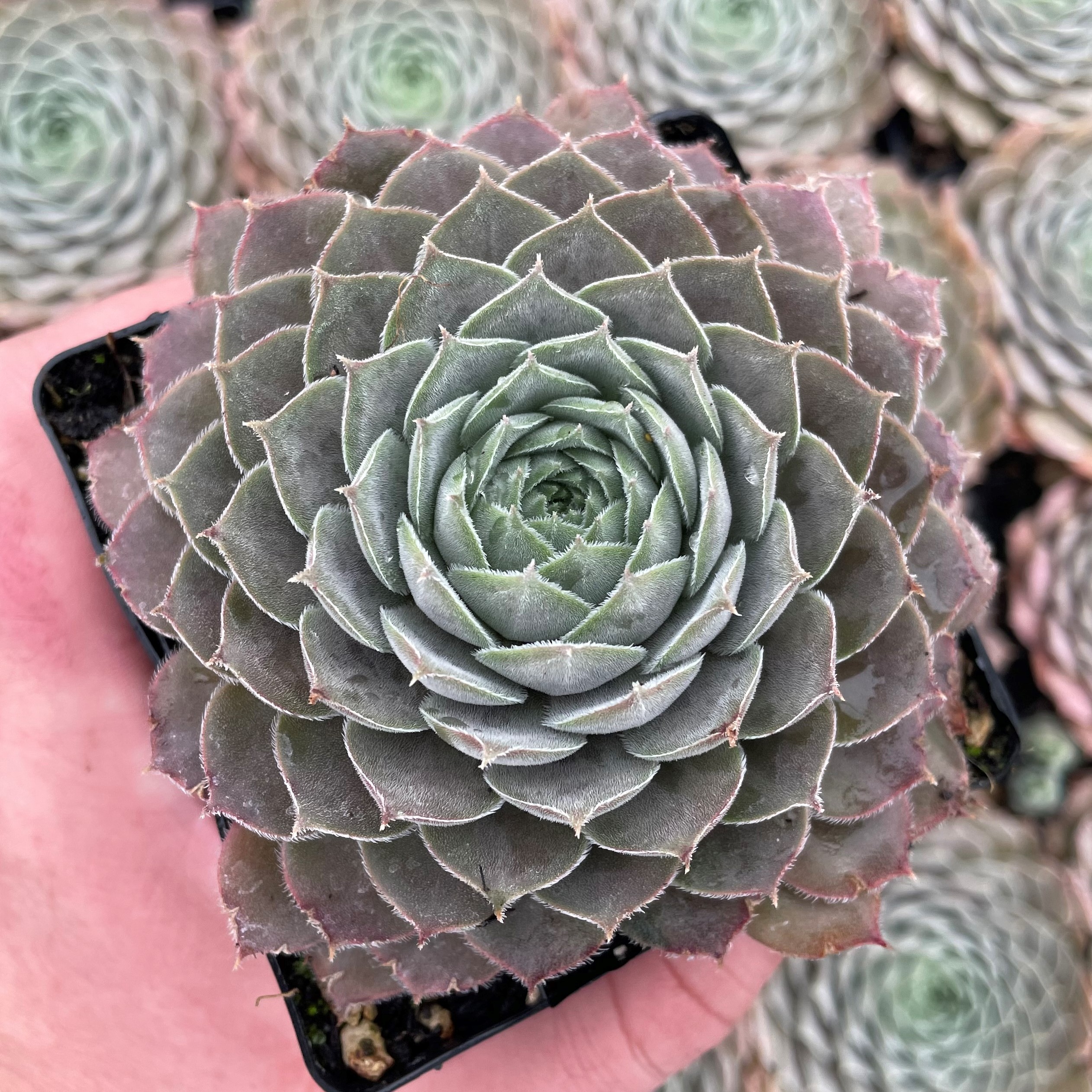 Sempervivum 'Lotus' - Hens & Chicks (3.5" Pot) - Image 7