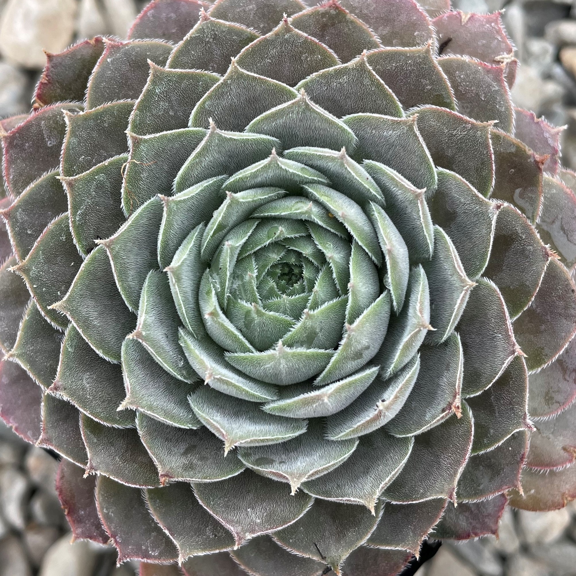 Sempervivum 'Lotus' - Hens & Chicks (3.5" Pot) - Image 5