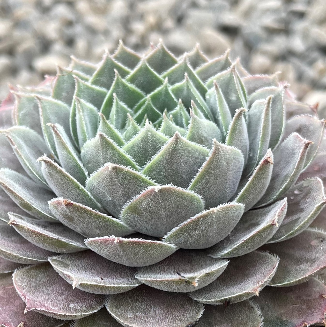 Sempervivum 'Lotus' - Hens & Chicks (3.5" Pot) - Image 6