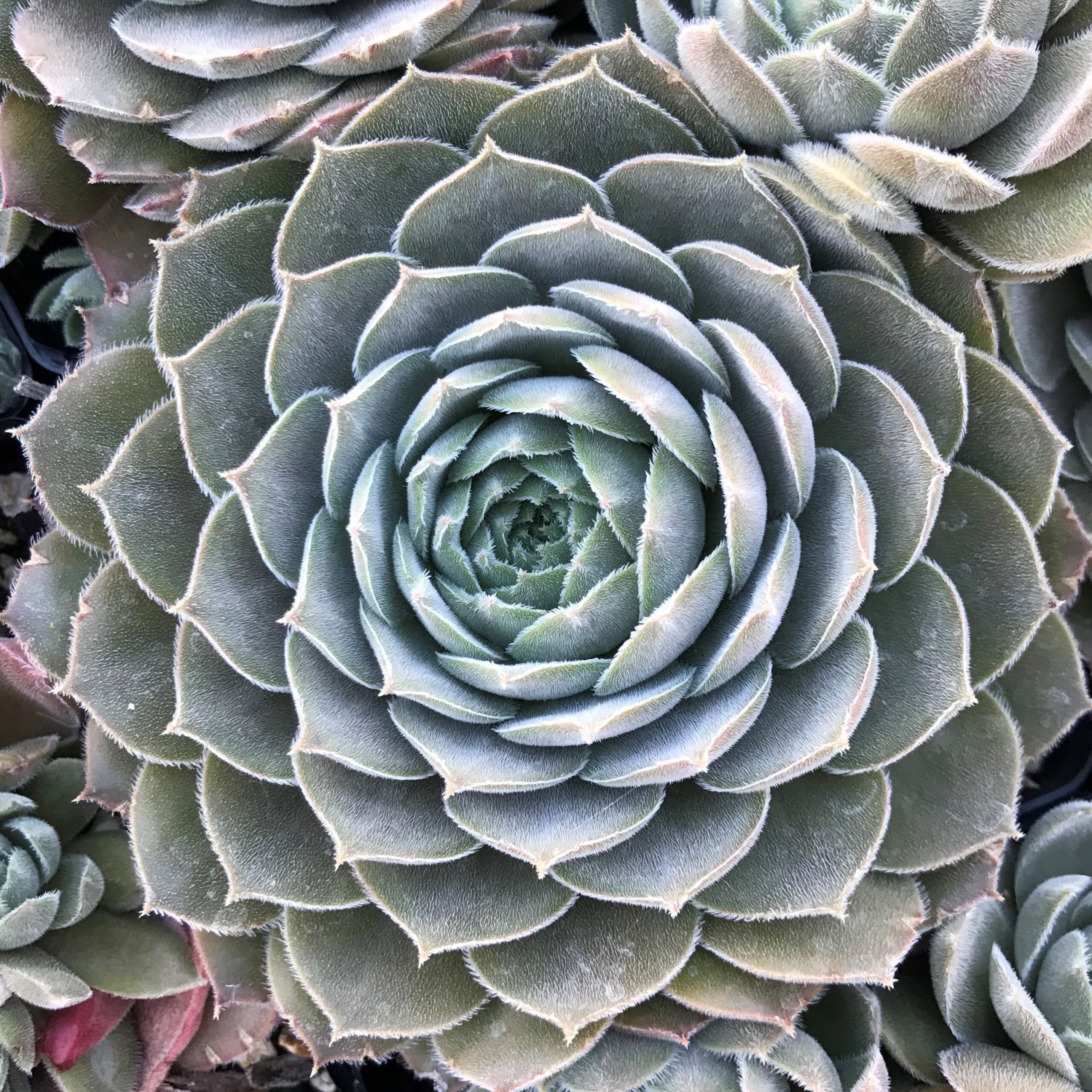 Sempervivum 'Lotus' - Hens & Chicks (3.5" Pot) - Image 3