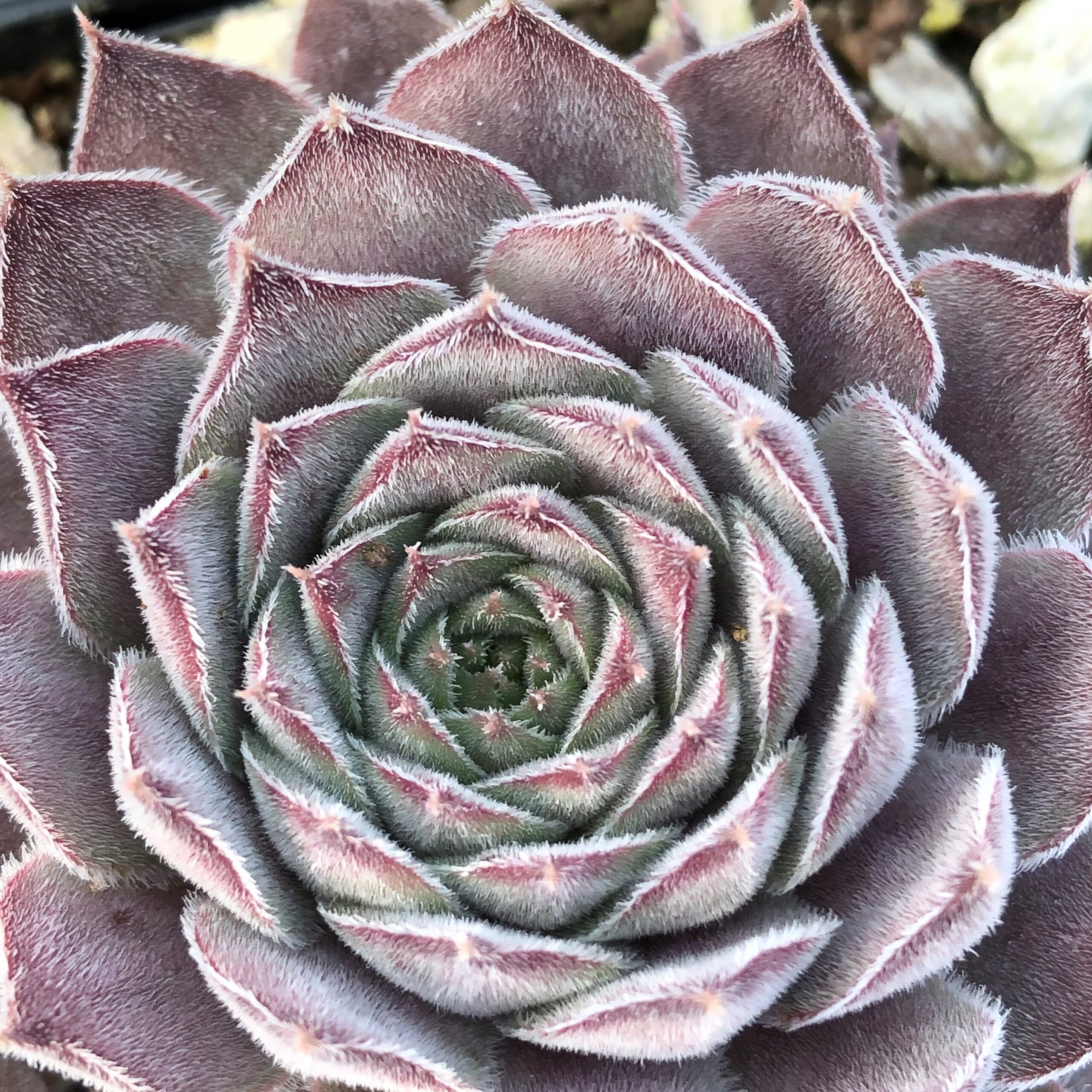 Sempervivum 'Lotus' - Hens & Chicks (3.5" Pot)