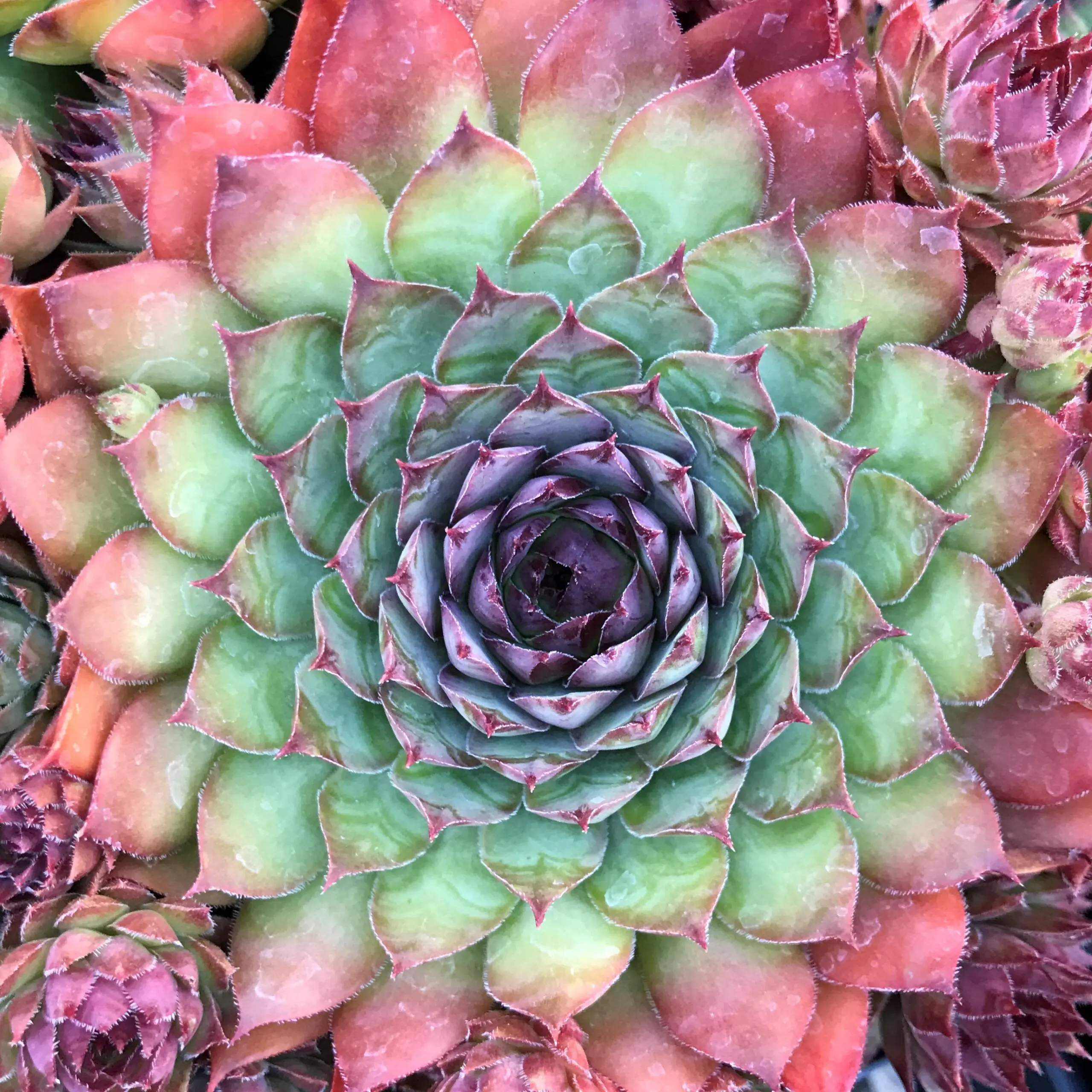 ヌークスポア　dwarf80 レア株 Sempervivum 'Mauna Kea' - Hens & Chicks (3.5