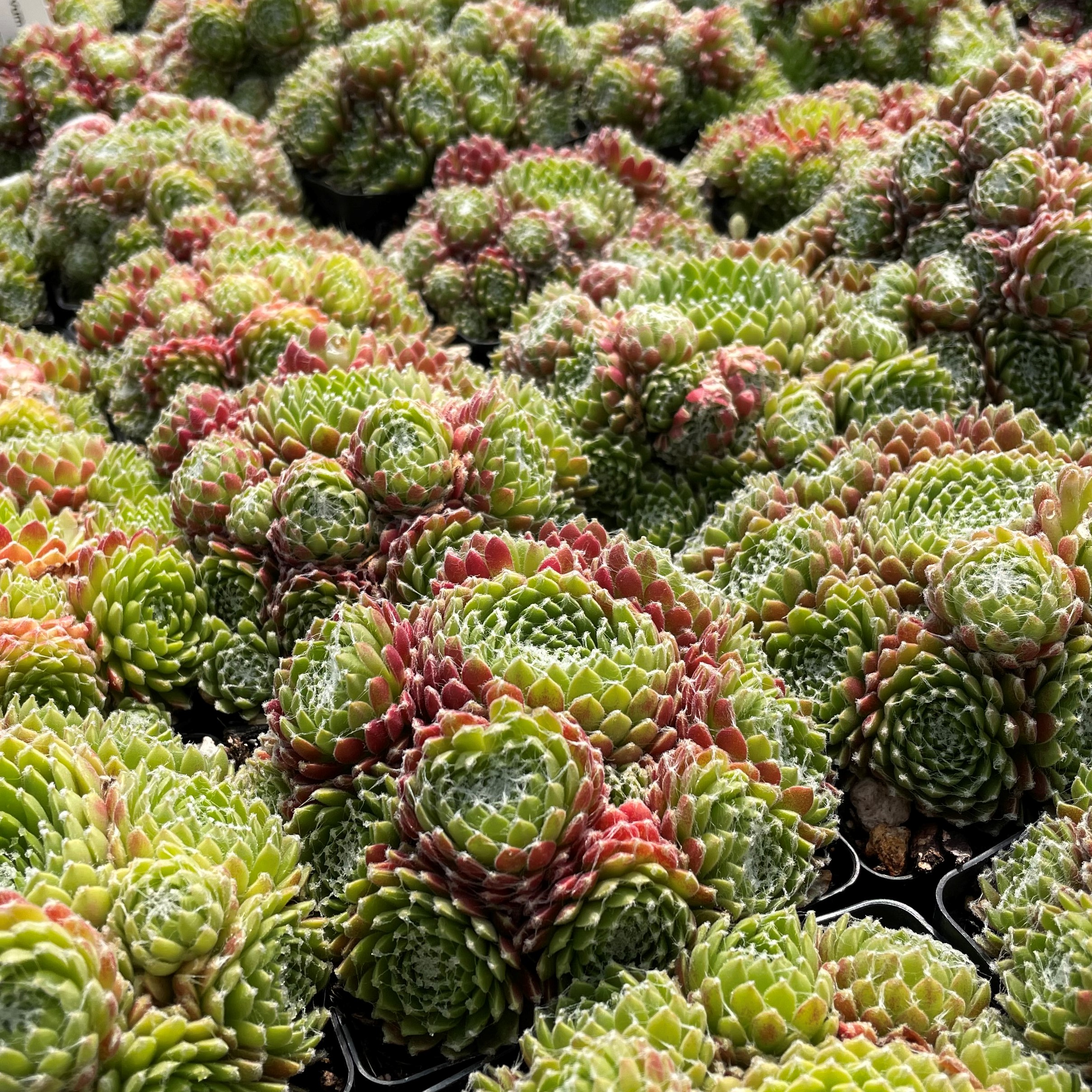 Sempervivum 'Mike' - Hens & Chicks (3.5" Pot) - Image 3