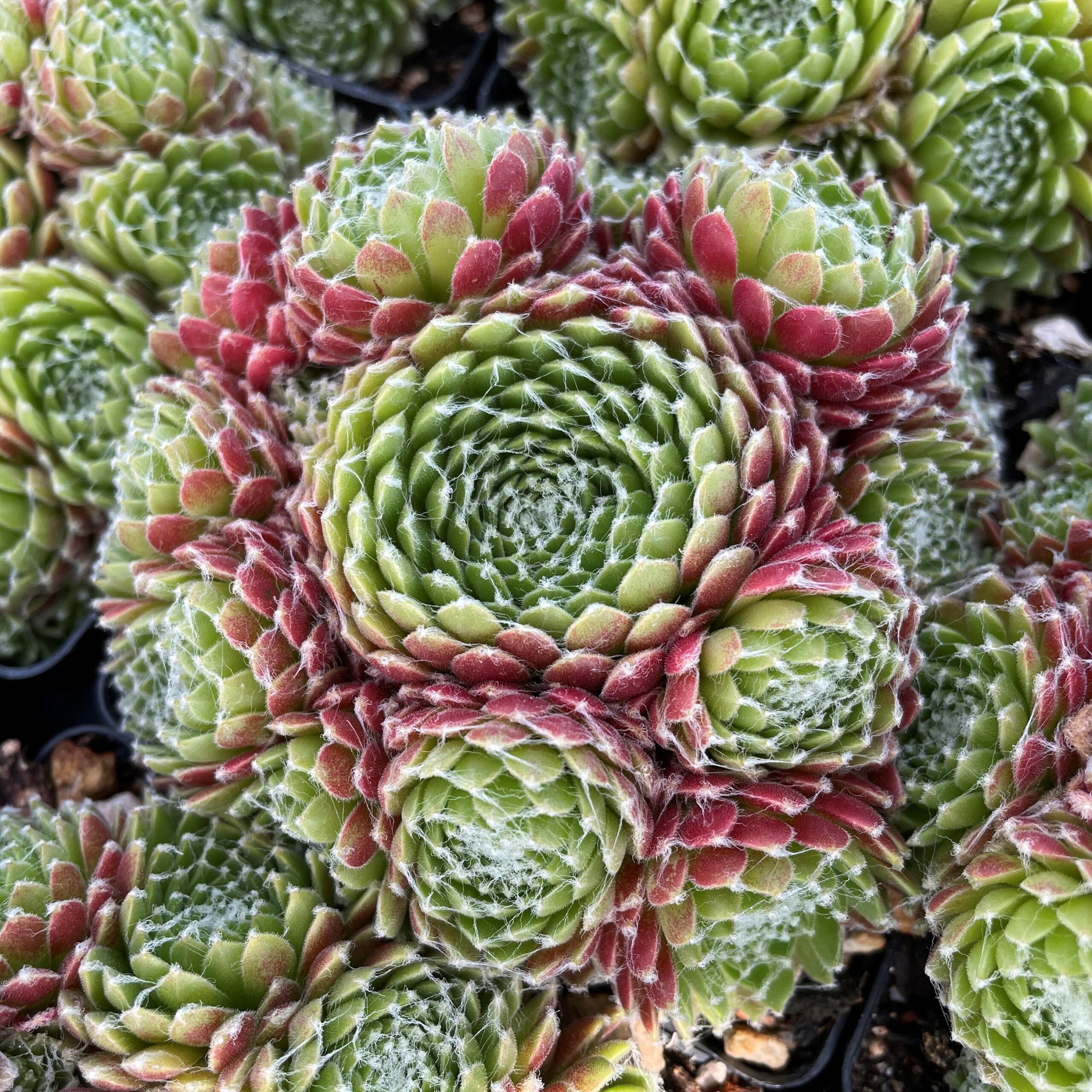 Sempervivum 'Mike' - Hens & Chicks (3.5" Pot) - Image 2