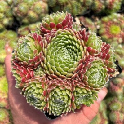 Sempervivum 'Mike' - Hens & Chicks (3.5" Pot)