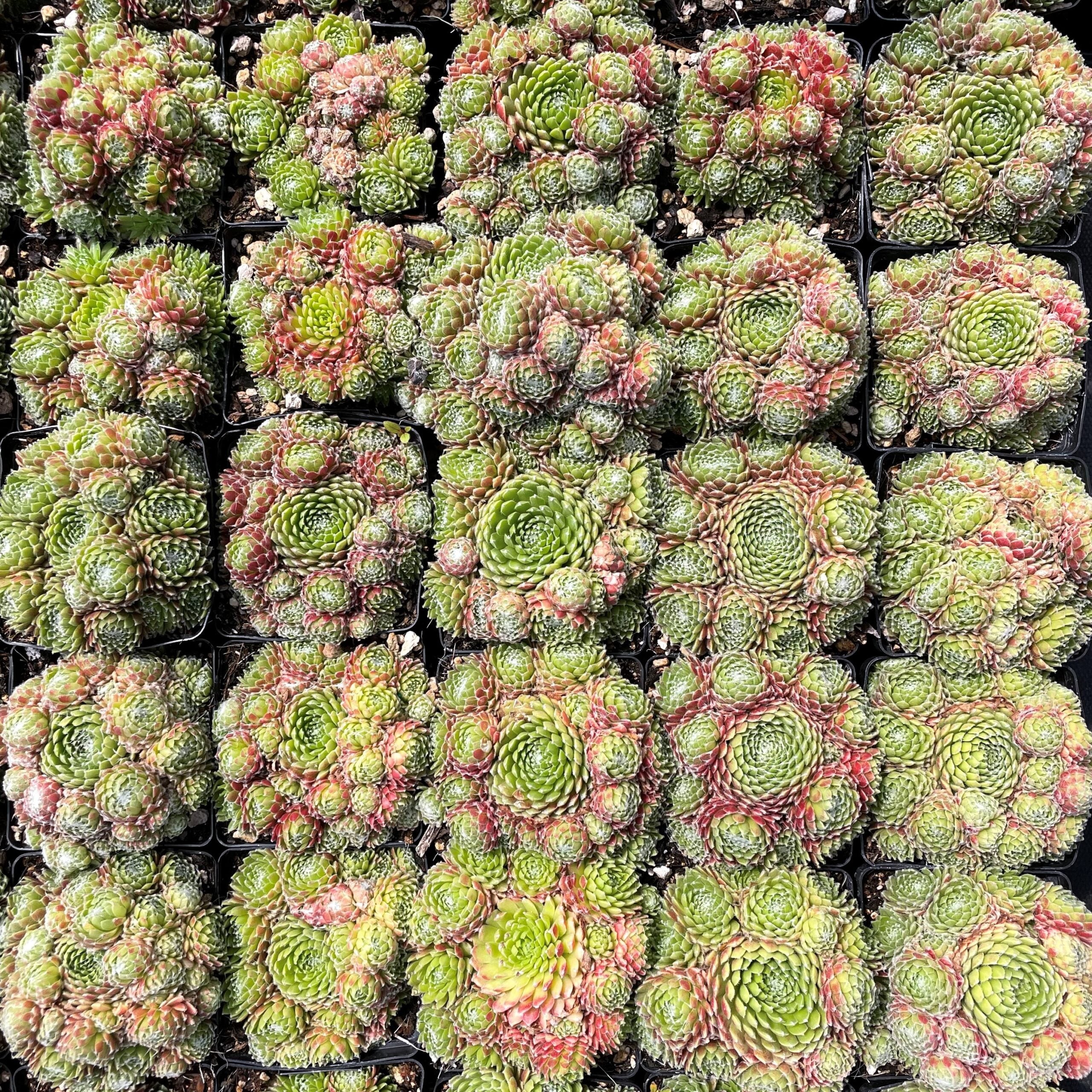Sempervivum 'Mike' - Hens & Chicks (3.5" Pot) - Image 4