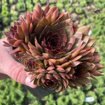 Sempervivum 'Pacific Red Rose'