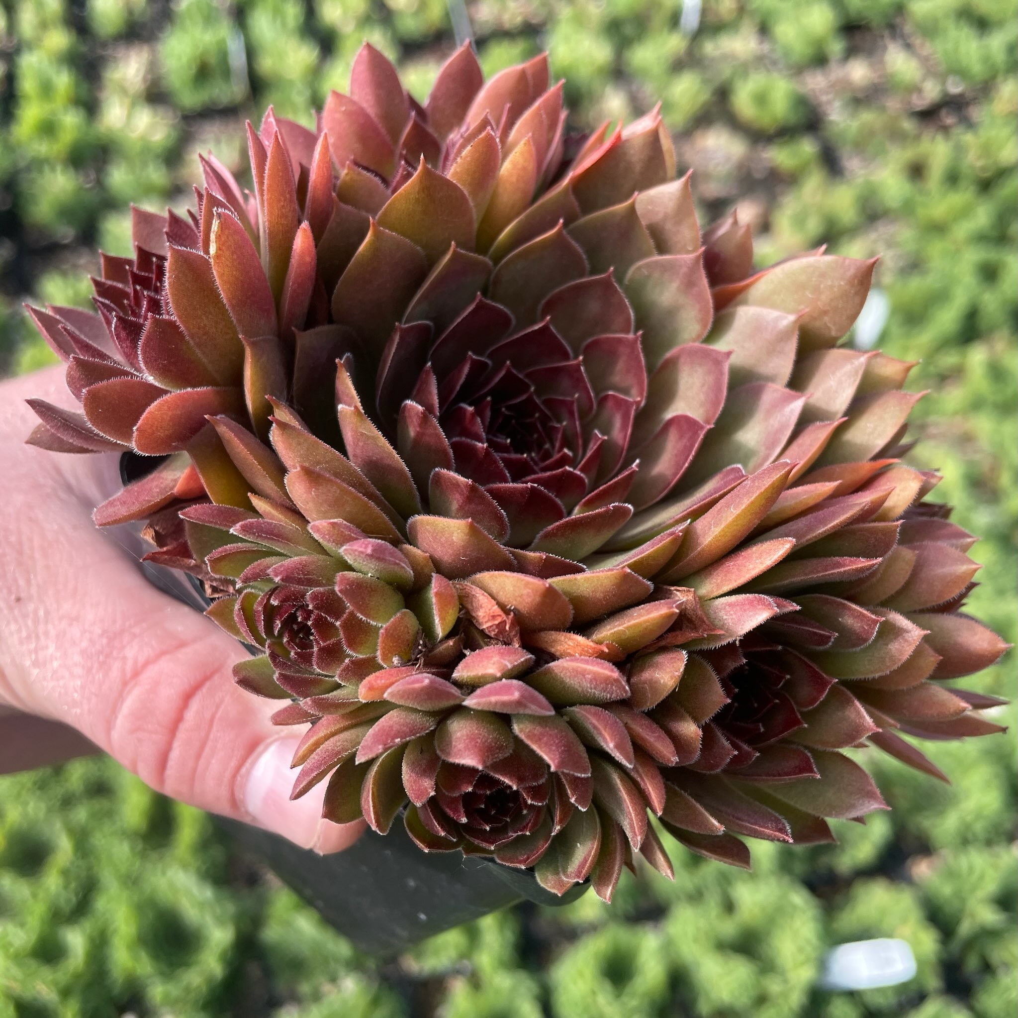 Sempervivum 'Pacific Red Rose'