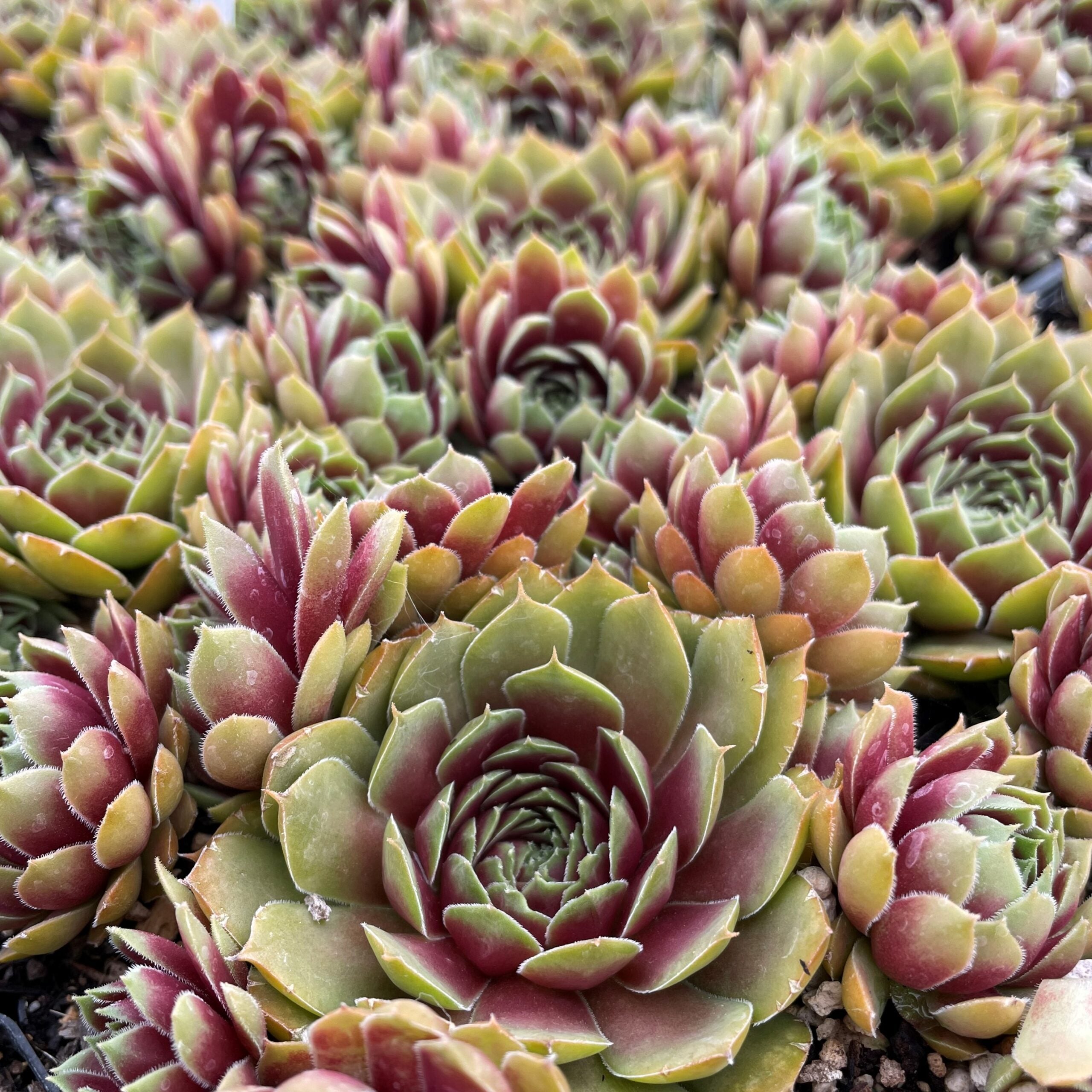 Sempervivum 'Round Midnight' - Hens & Chicks (3.5" Pot) - Image 2