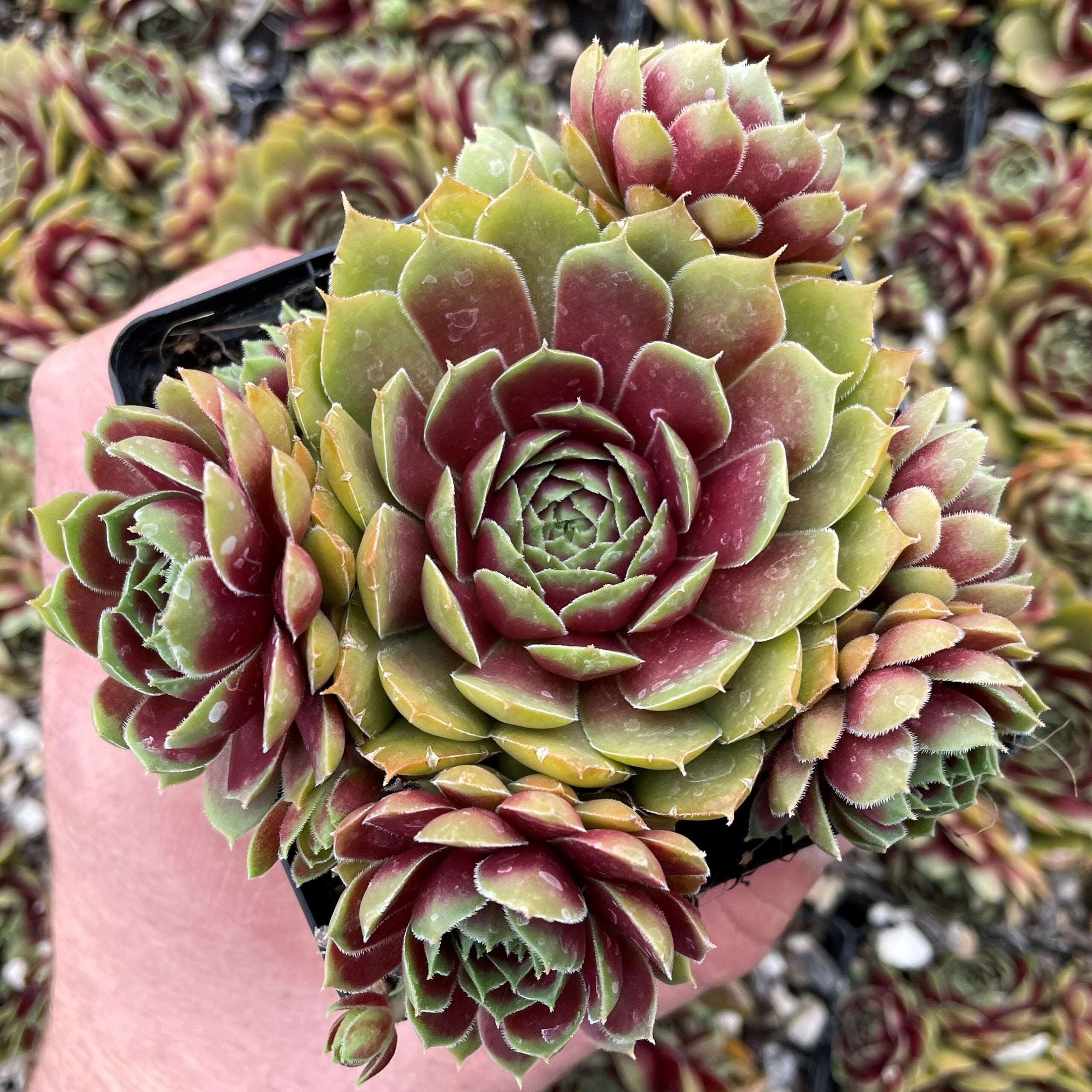 Sempervivum 'Round Midnight' - Hens & Chicks (3.5" Pot)