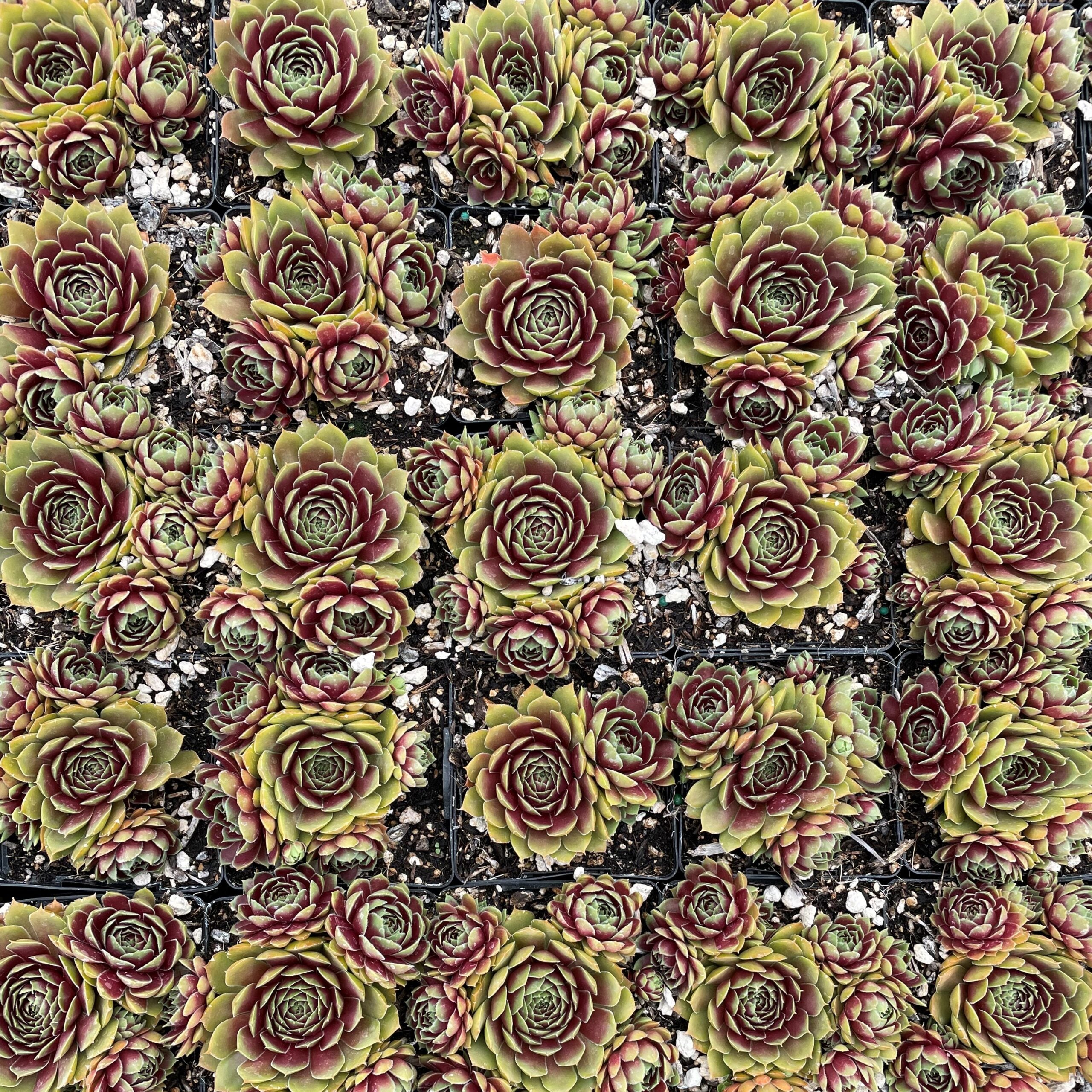 Sempervivum 'Round Midnight' - Hens & Chicks (3.5" Pot) - Image 3