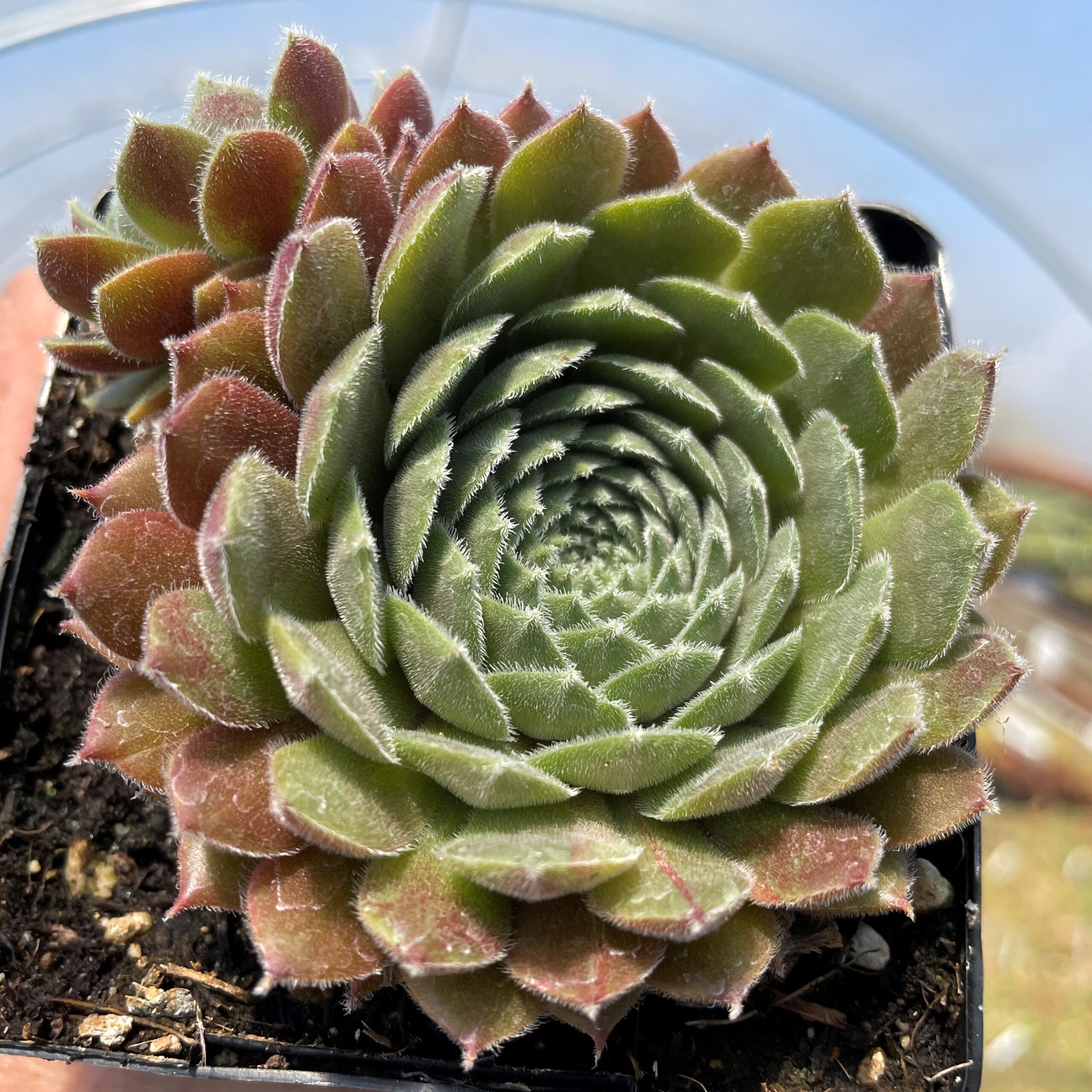Sempervivum 'Pacific Spring Frost' - Hens & Chicks (3.5" Pot)