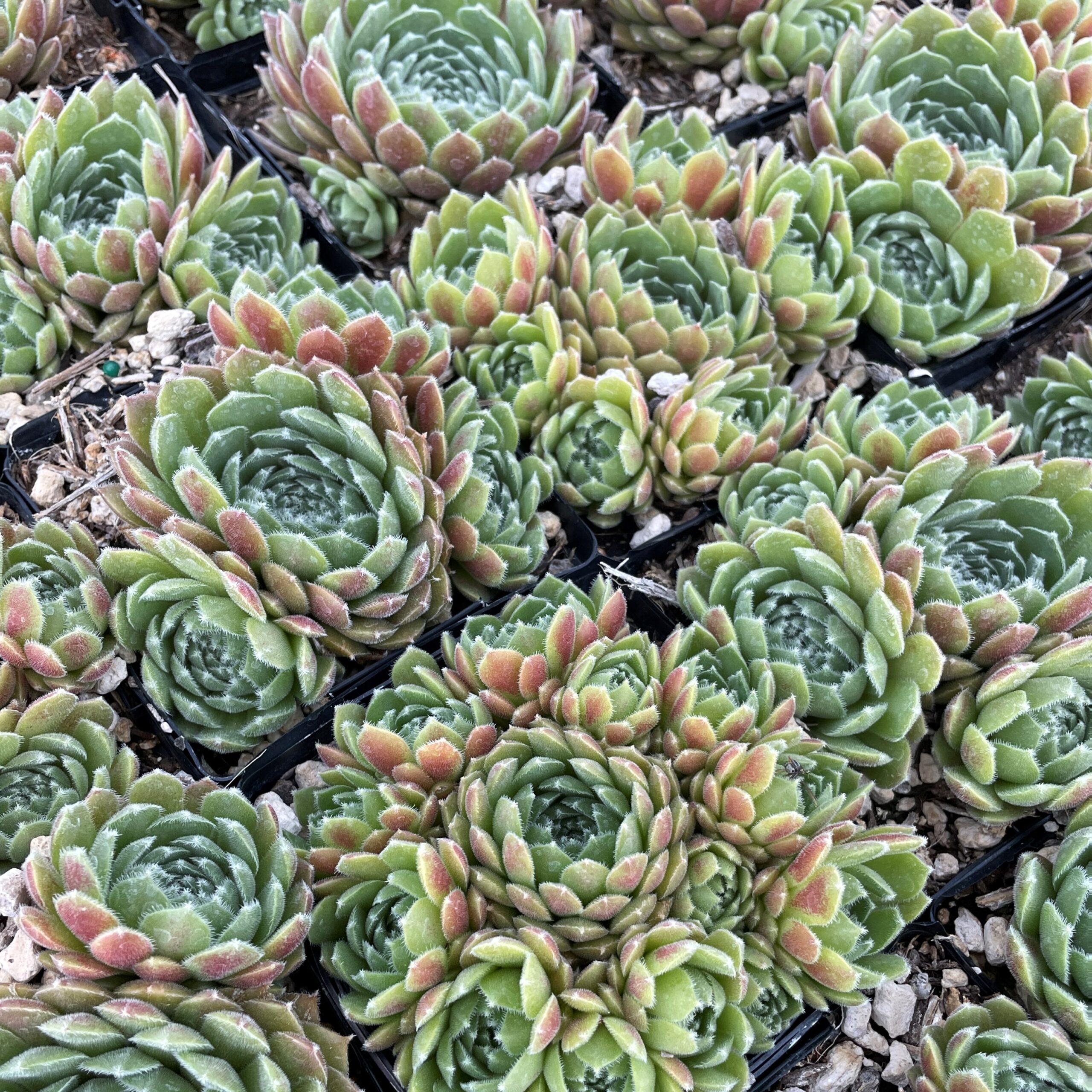 Sempervivum 'Pacific Spring Frost' - Hens & Chicks (3.5" Pot) - Image 3