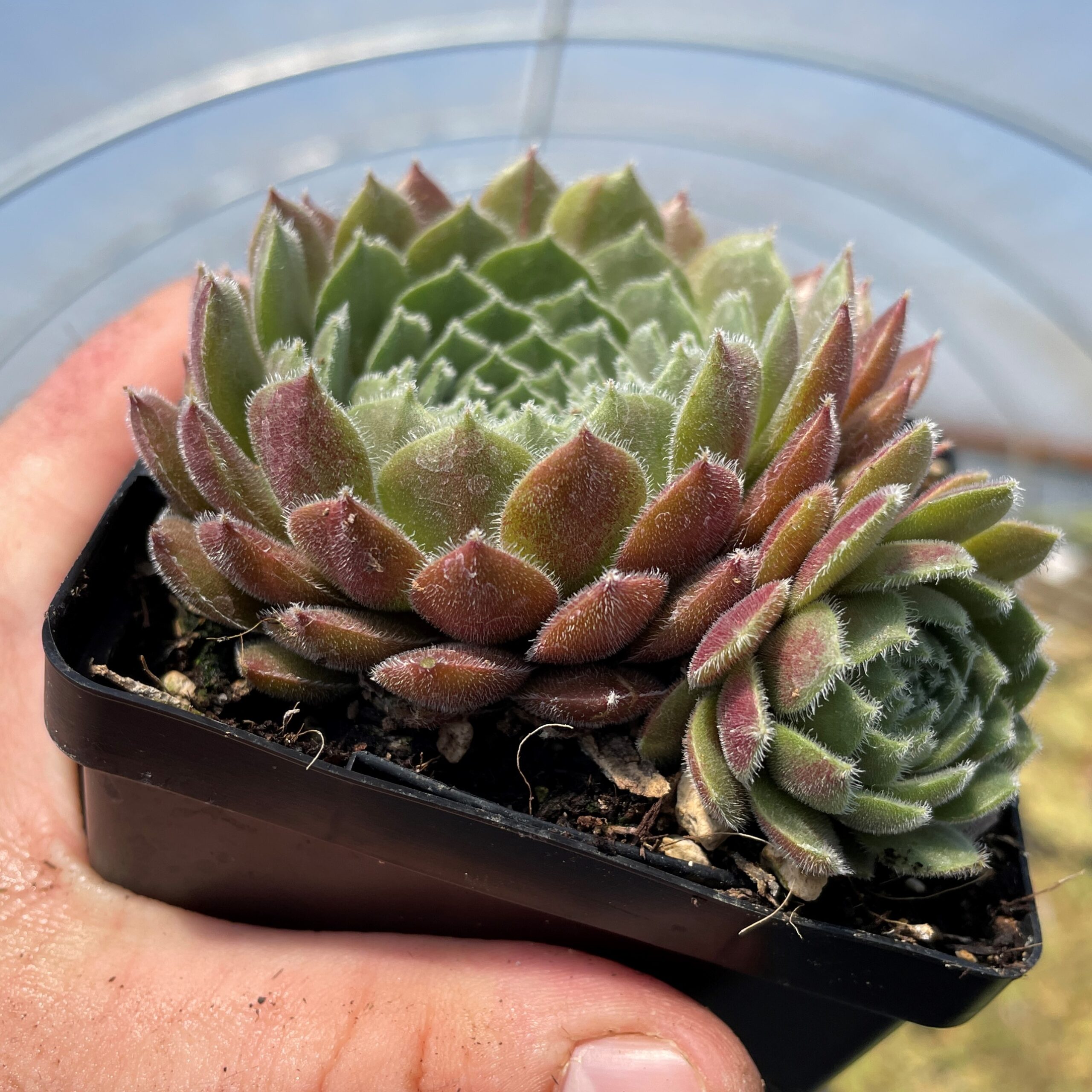 Sempervivum 'Pacific Spring Frost' - Hens & Chicks (3.5" Pot) - Image 2