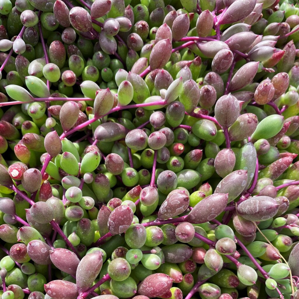 olivenbaum berwintern wohnung Olea Europaea Olivenbaum  vielgrn