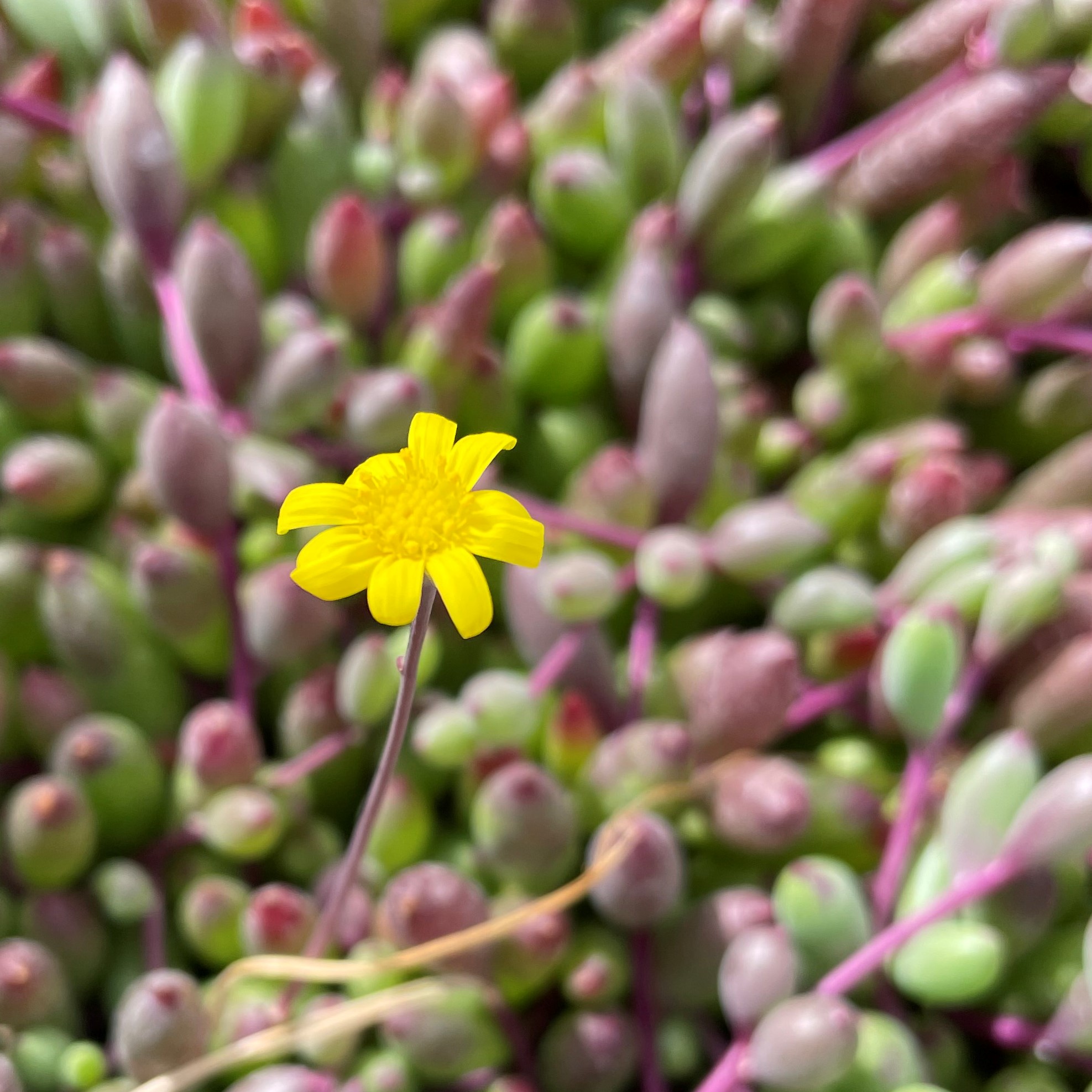 Senecio herreanus 'Purple Flush' - Purple Flush String of Bananas