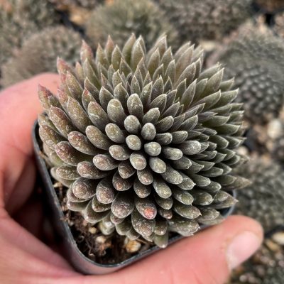 Sinocrassula yunnanensis - Chinese Jade Succulent (2" Pot)